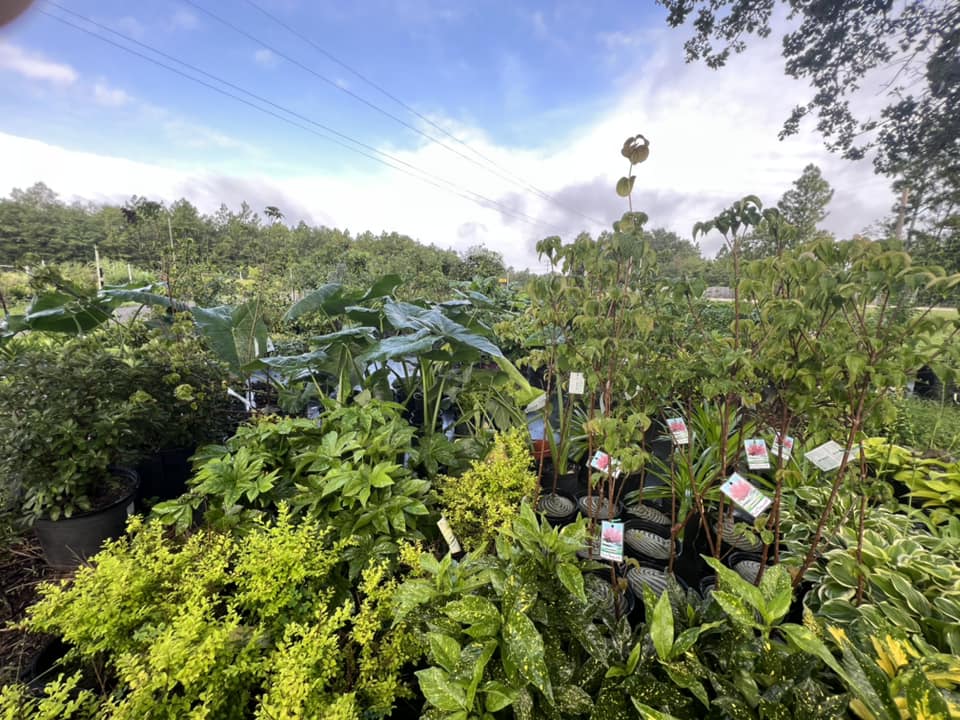 Potted trees at Local Boy Nursery.