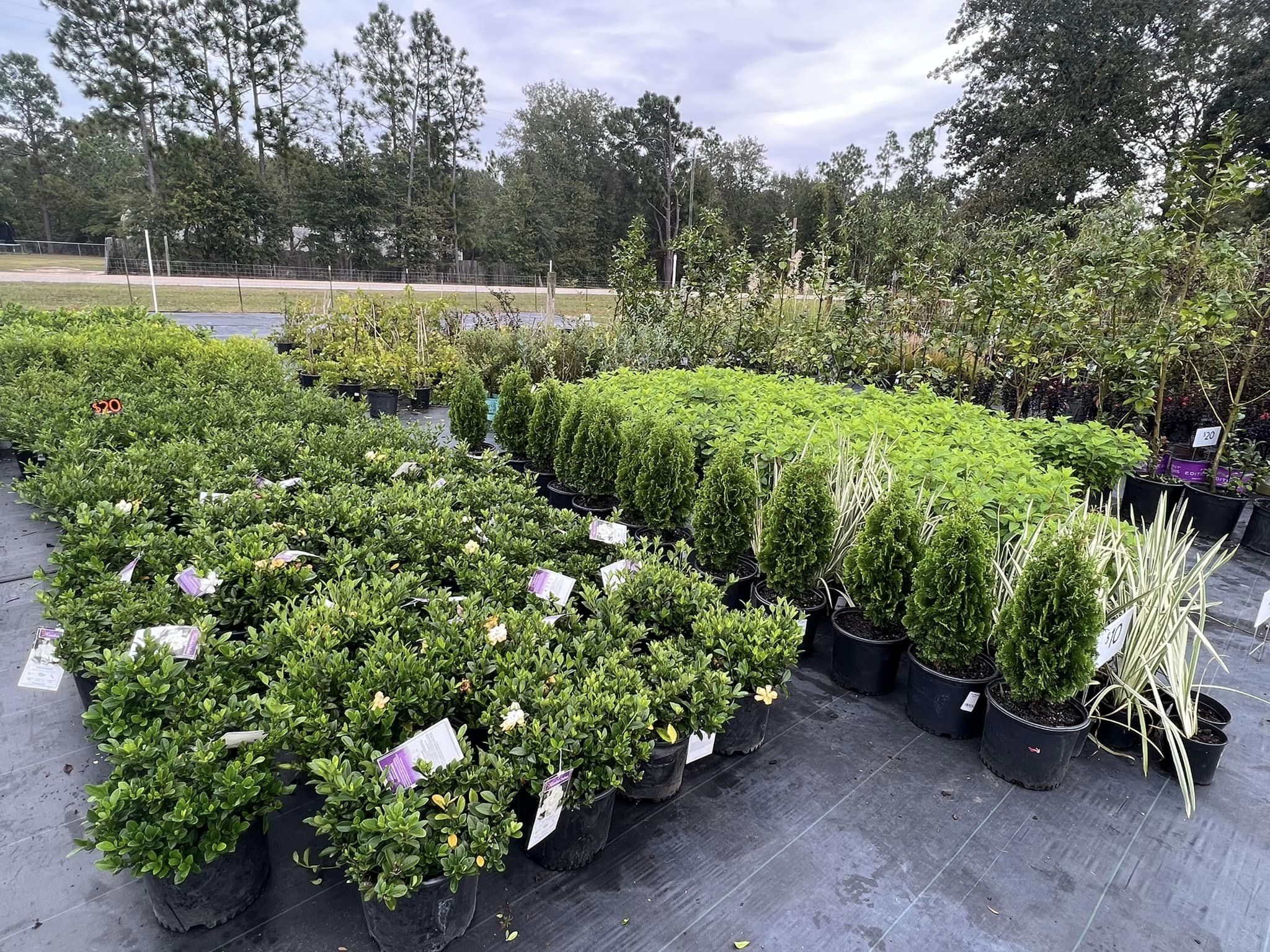 Potted shrubbery plants at Local Boy Nursery.