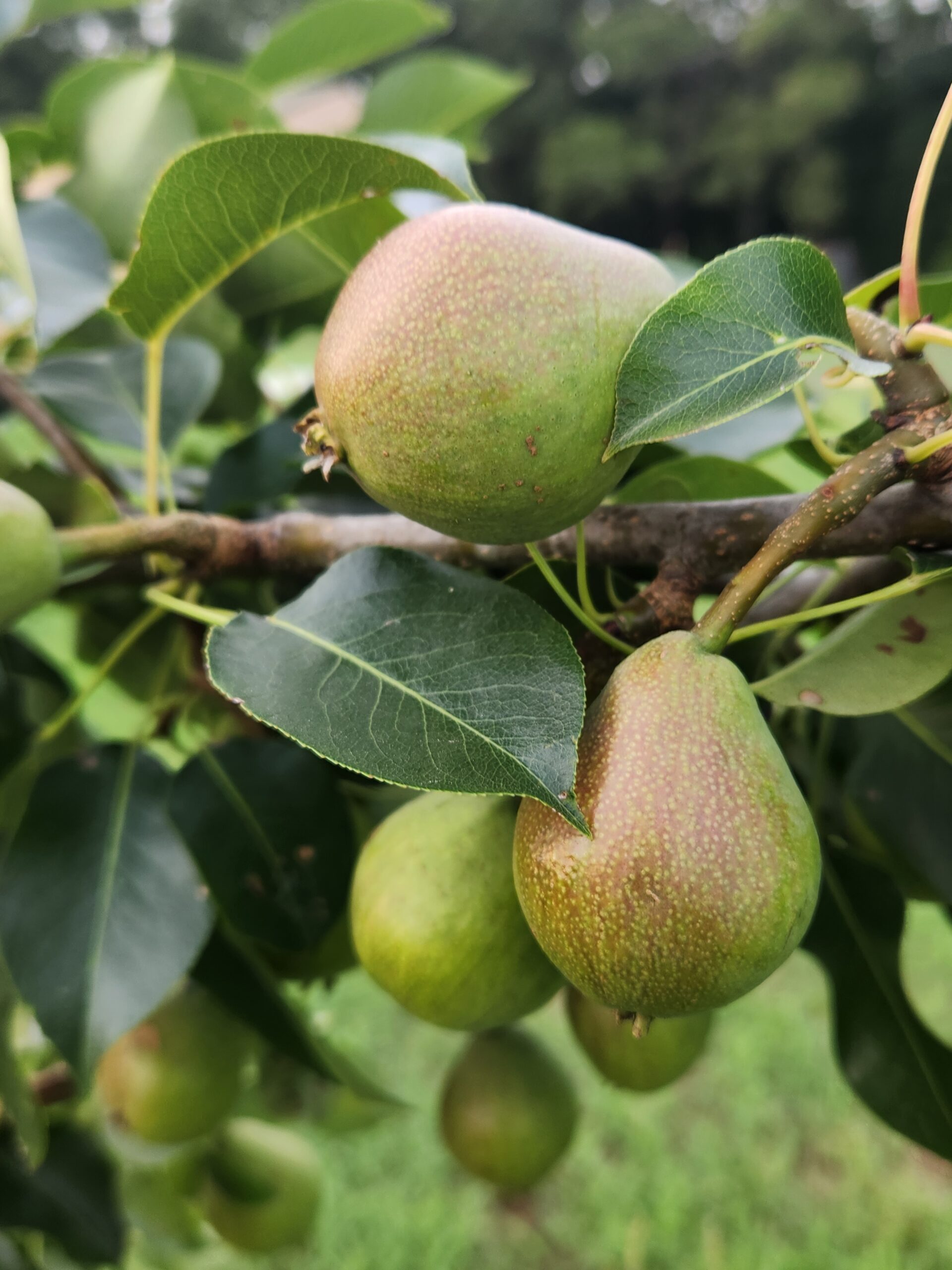Ayers Pear Tree (Pyrus communis 'Ayers')