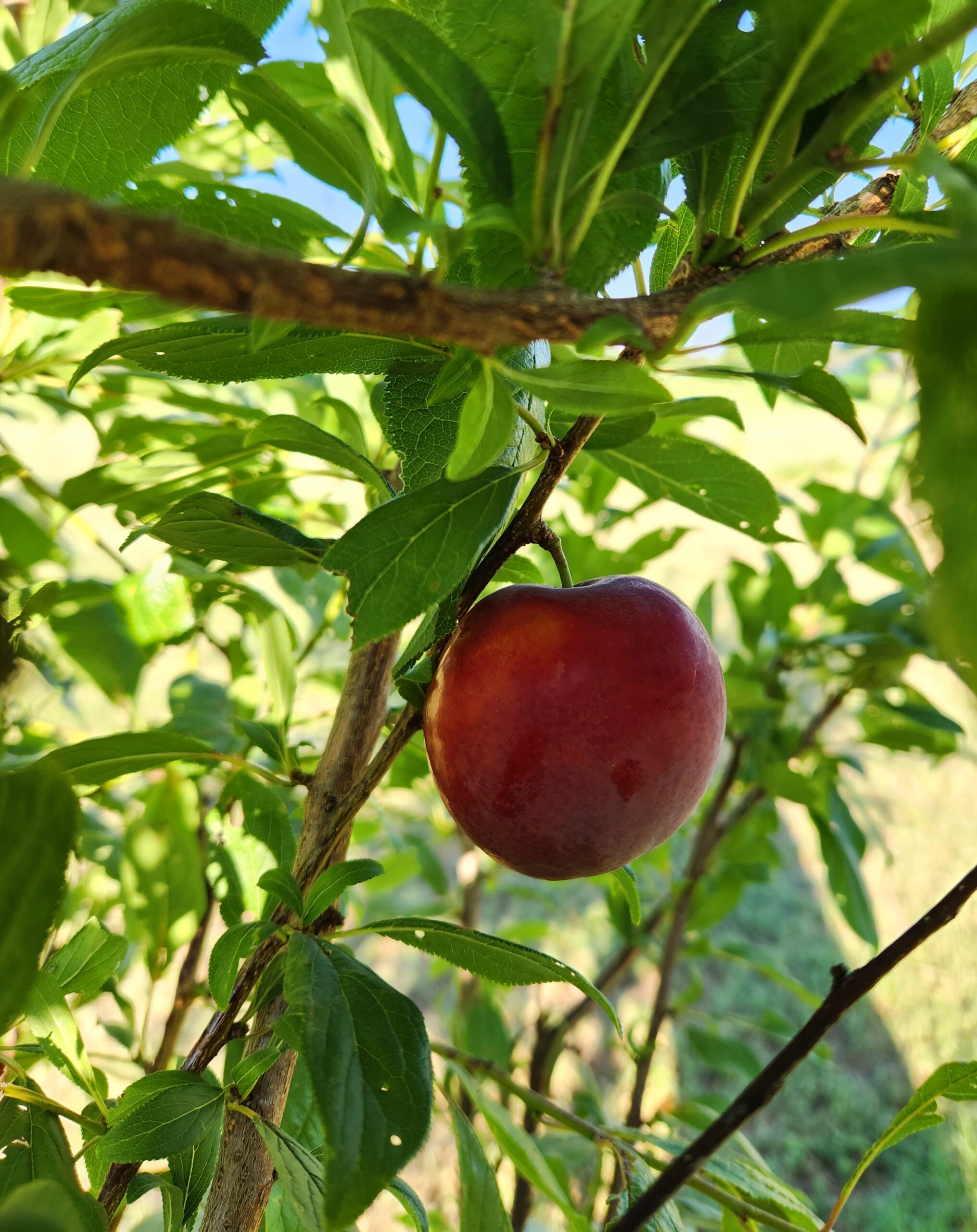 Santa Rosa Plum Tree (Prunus Salicina 'Santa Rosa') - Image 2