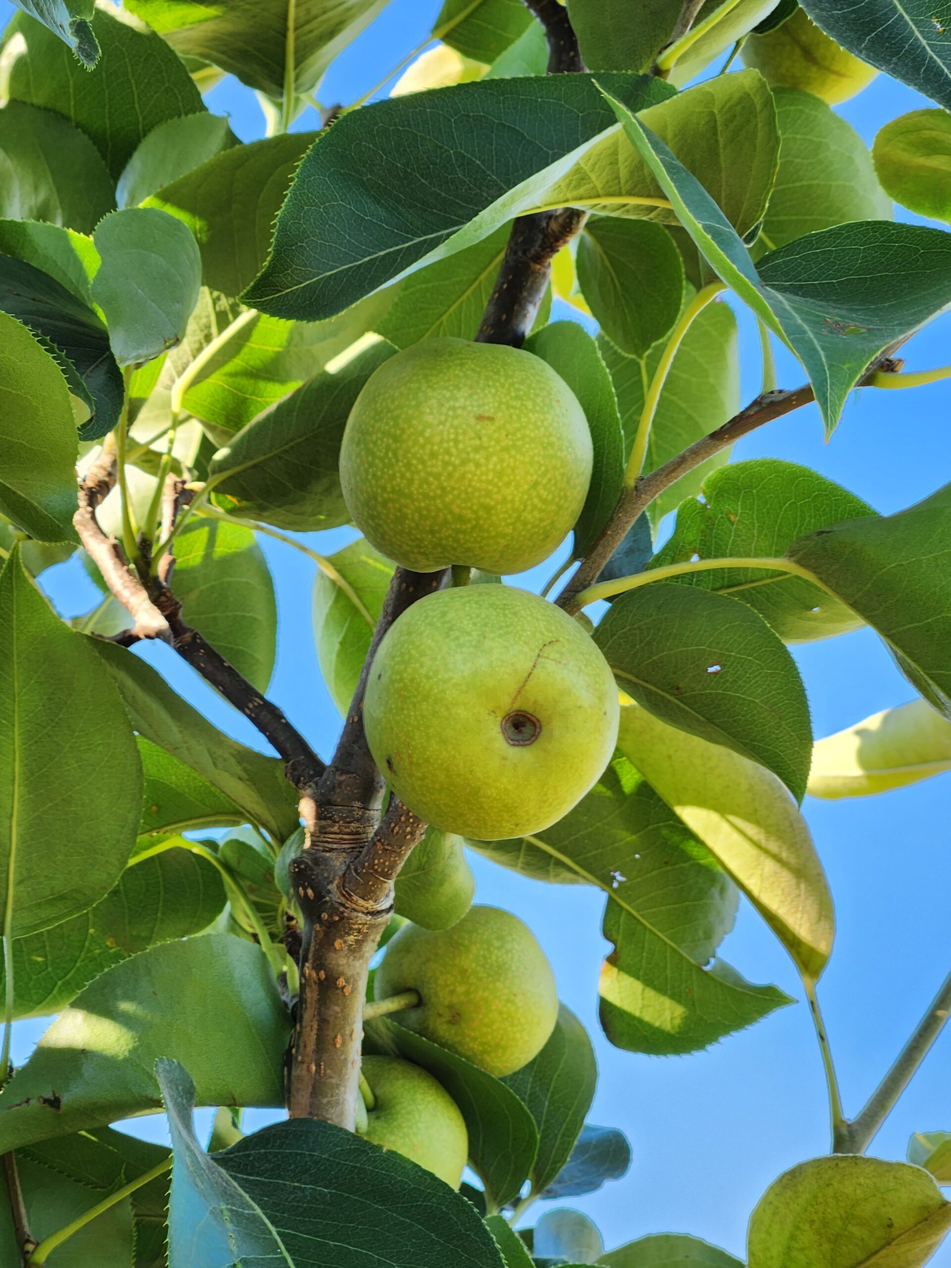 Shinko Asian Pear Tree (Pyrus pyrifolia 'Shinko') - Image 2