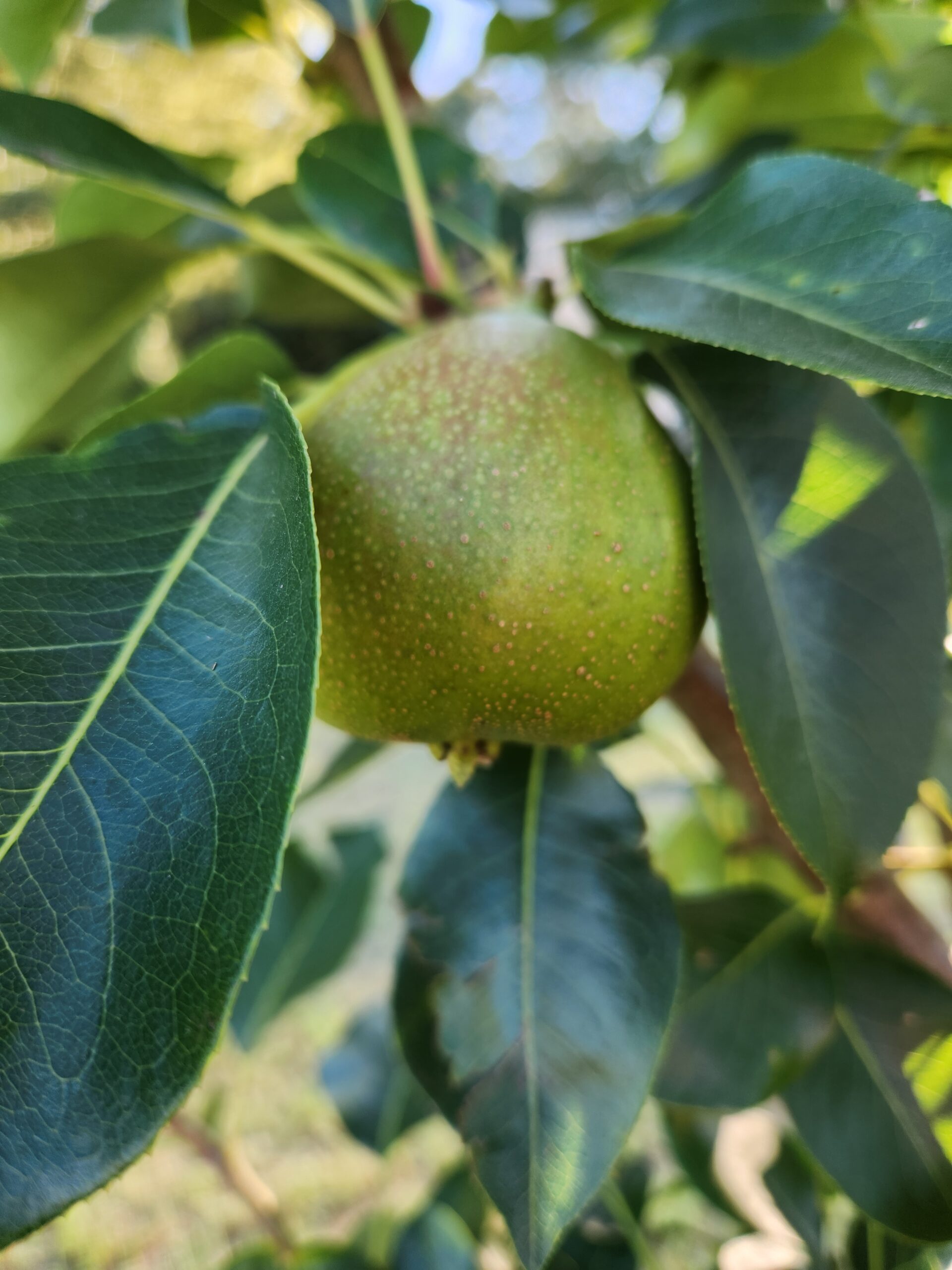 Kieffer Pear Tree (Pyrus communis 'Kieffer')