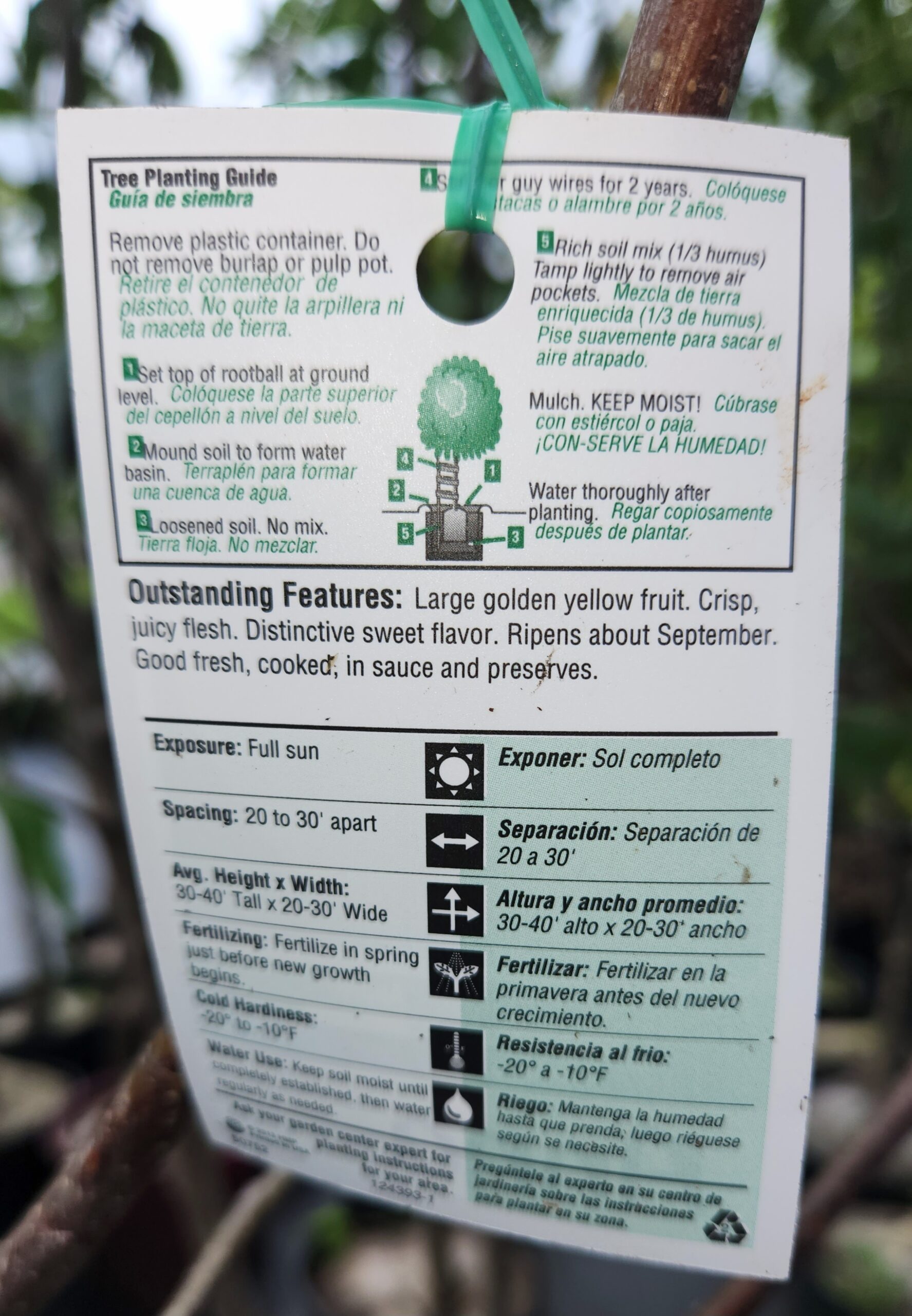 Anna Apple Tree (Malus domestica 'Anna') - Image 4