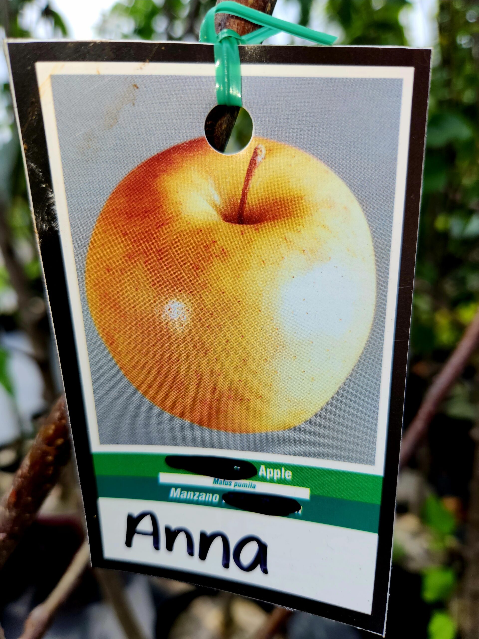 Anna Apple Tree (Malus domestica 'Anna') - Image 3