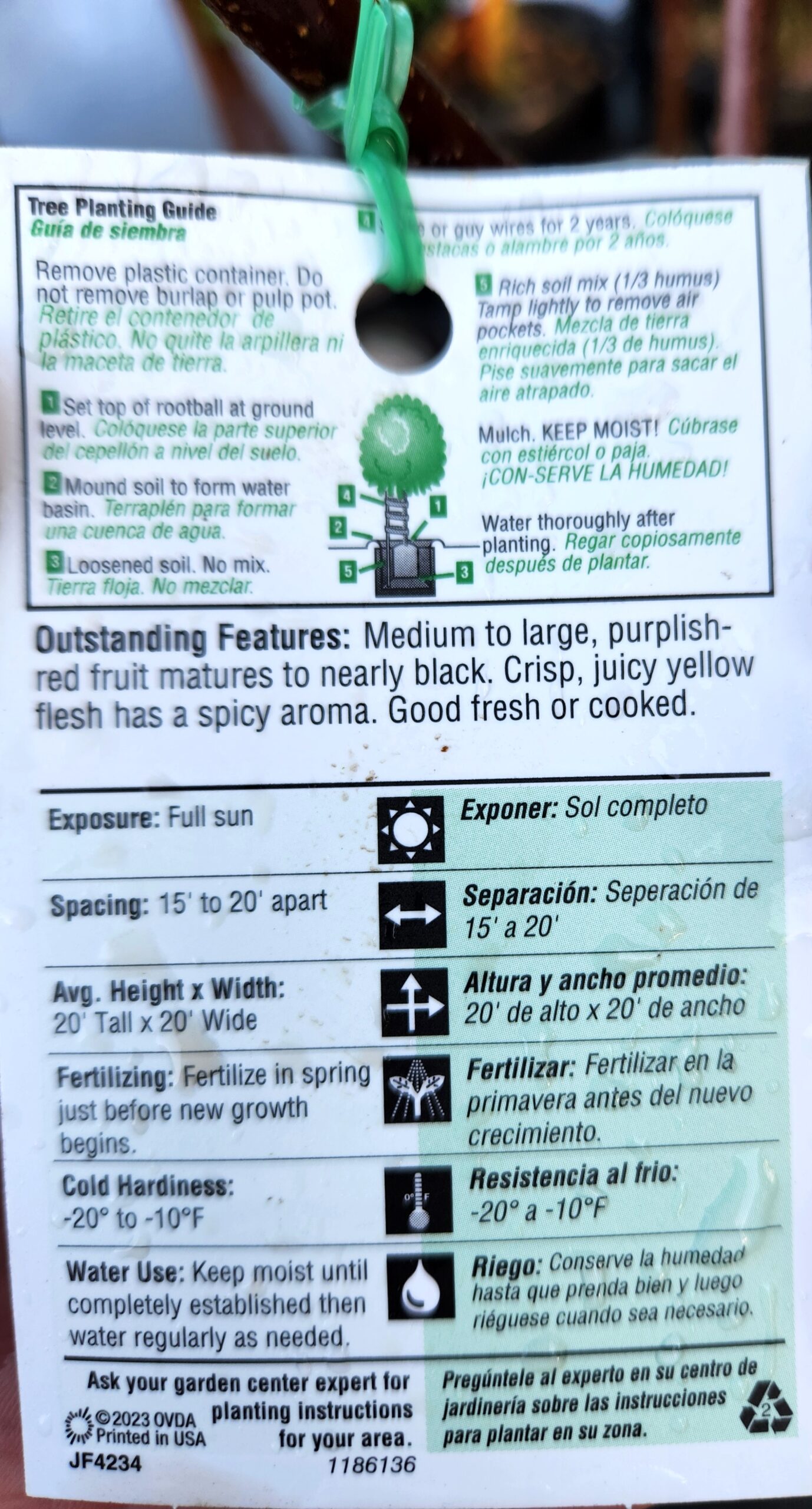 Arkansas Black Apple Tree (Malus Domestica 'Arkansas Black') - Image 3