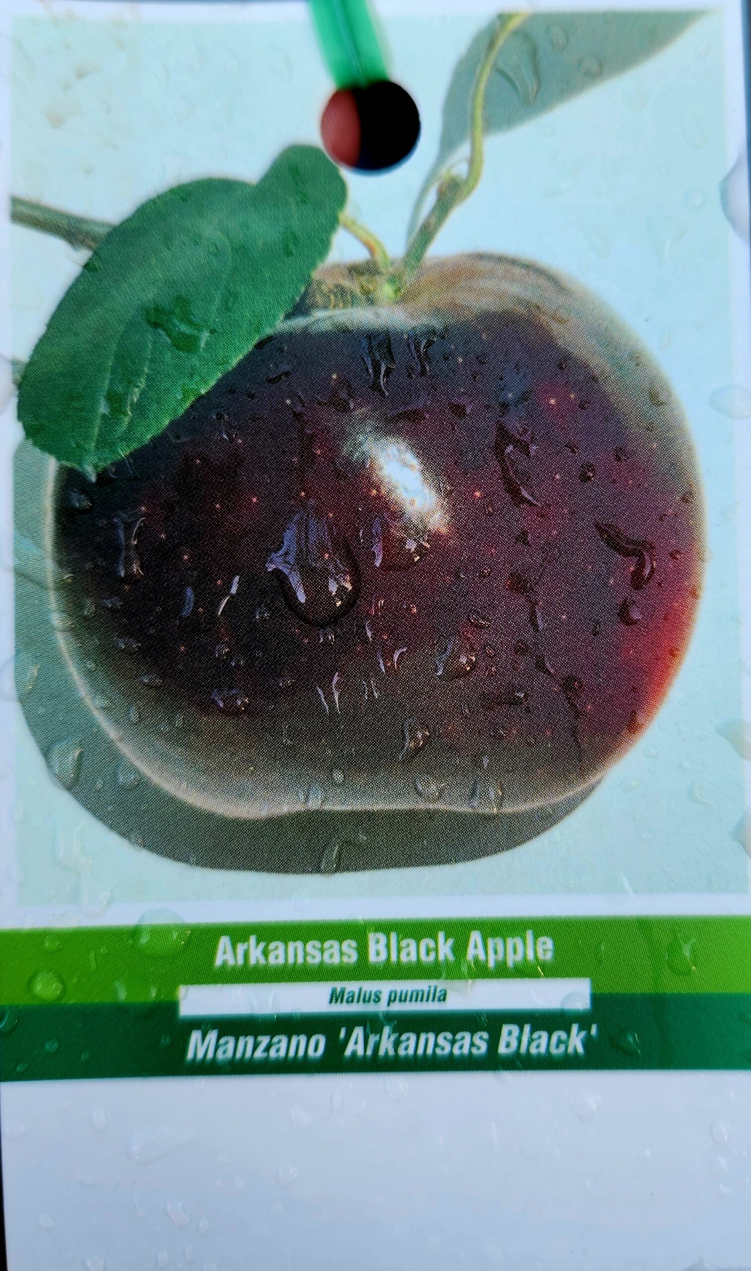 Arkansas Black Apple Tree (Malus Domestica 'Arkansas Black') - Image 2