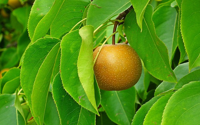 Shinko Asian Pear Tree (Pyrus pyrifolia 'Shinko')