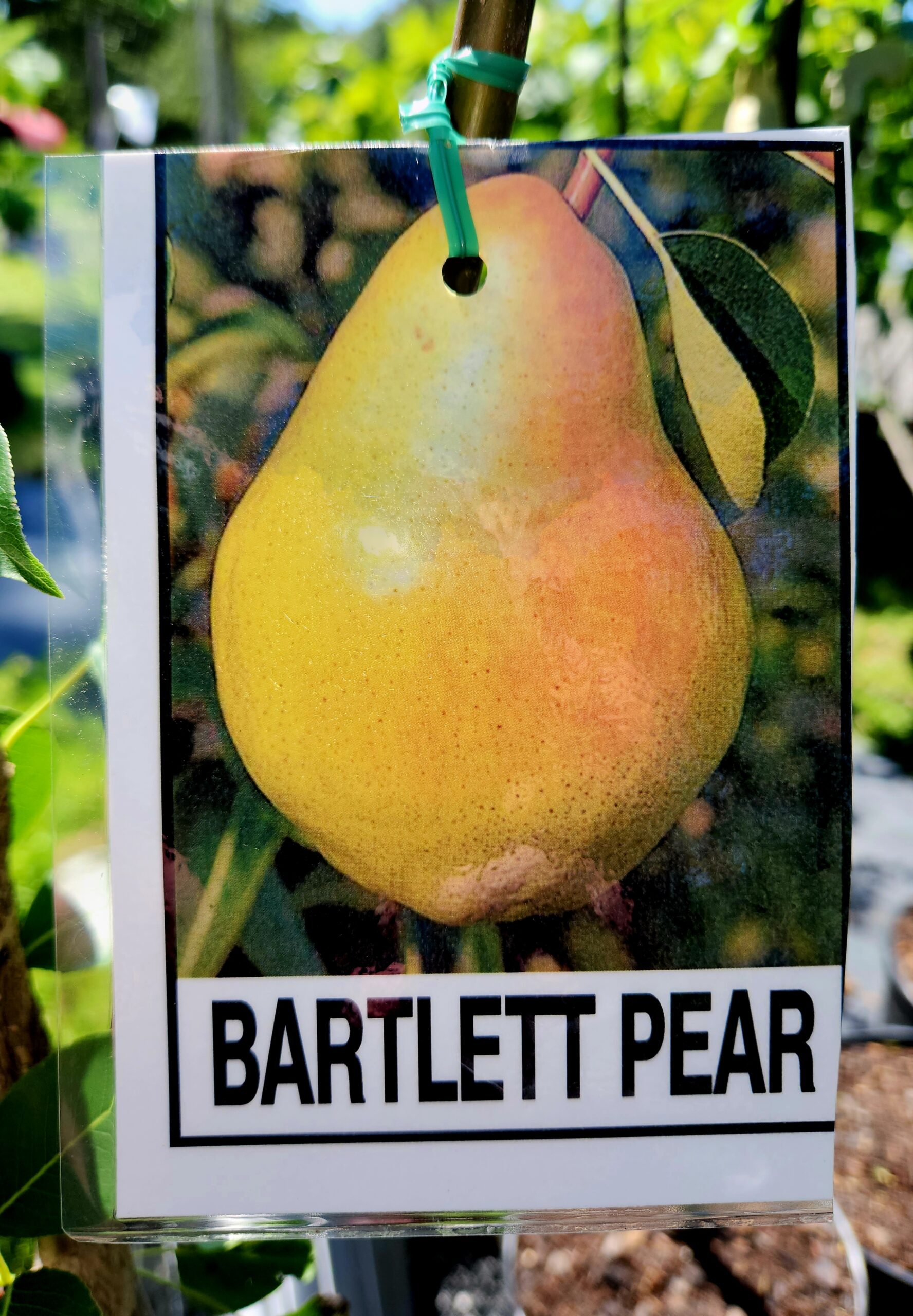 Bartlett Pear Tree (Pyrus communis 'Bartlett') - Image 2