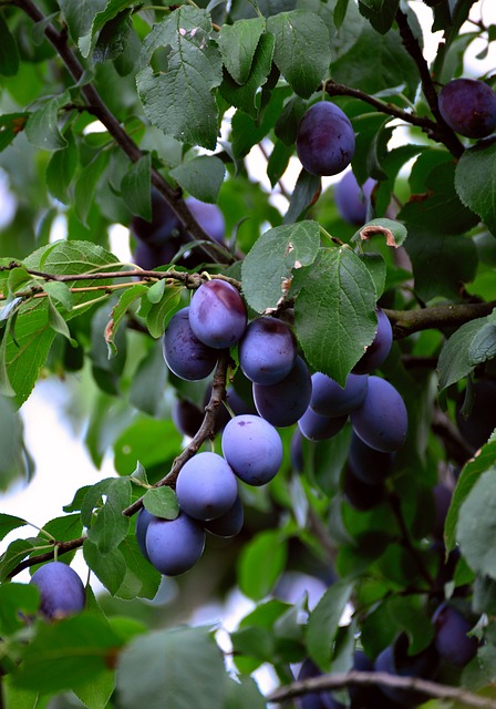 Blue Damson Plum Tree (Prunus domestica subsp. insititia)