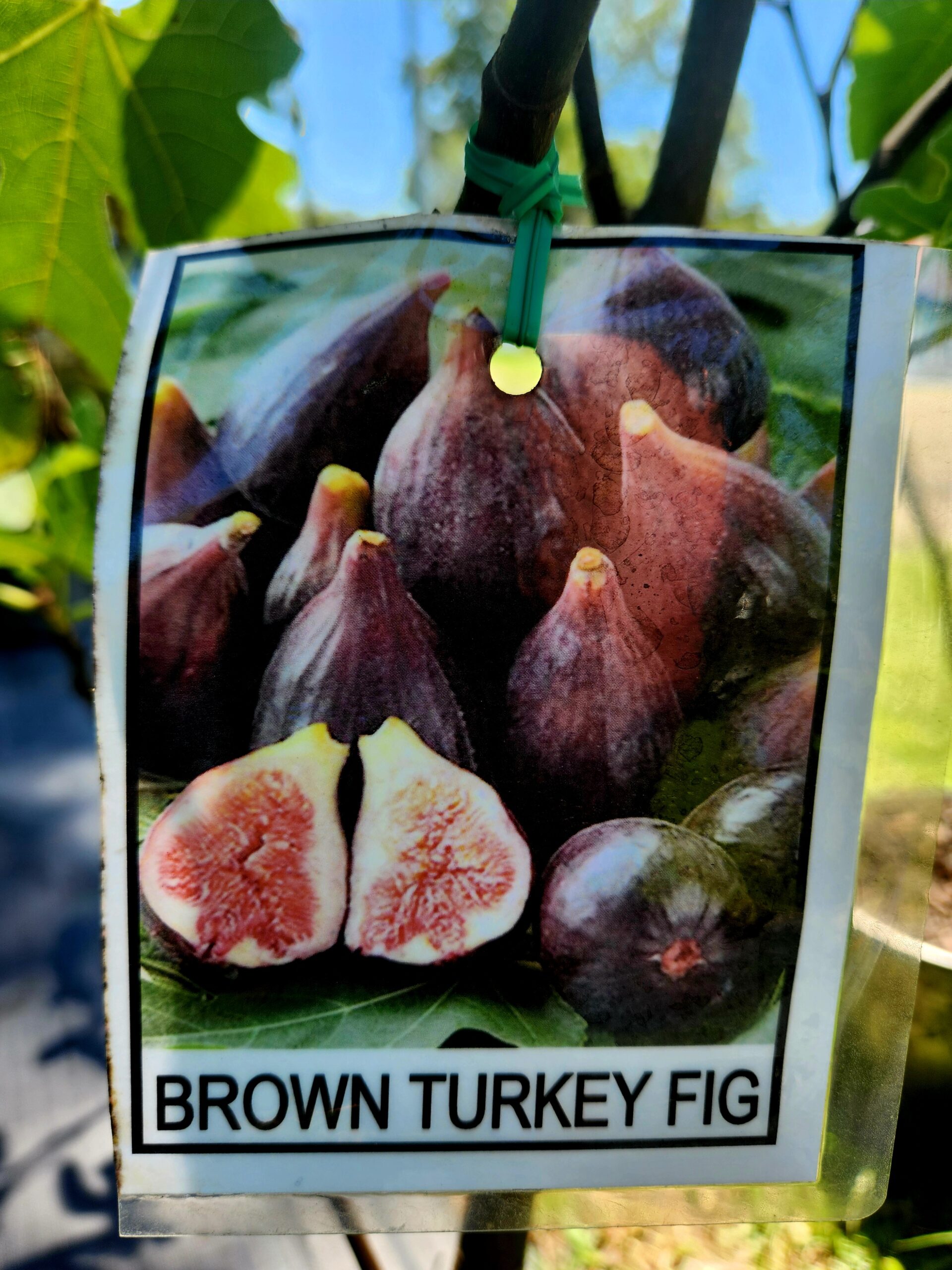 Brown Turkey Fig Tree (Ficus carica 'Brown Turkey') - Image 3