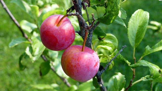 Burbank Plum Tree (Prunus salicina 'Burbank')
