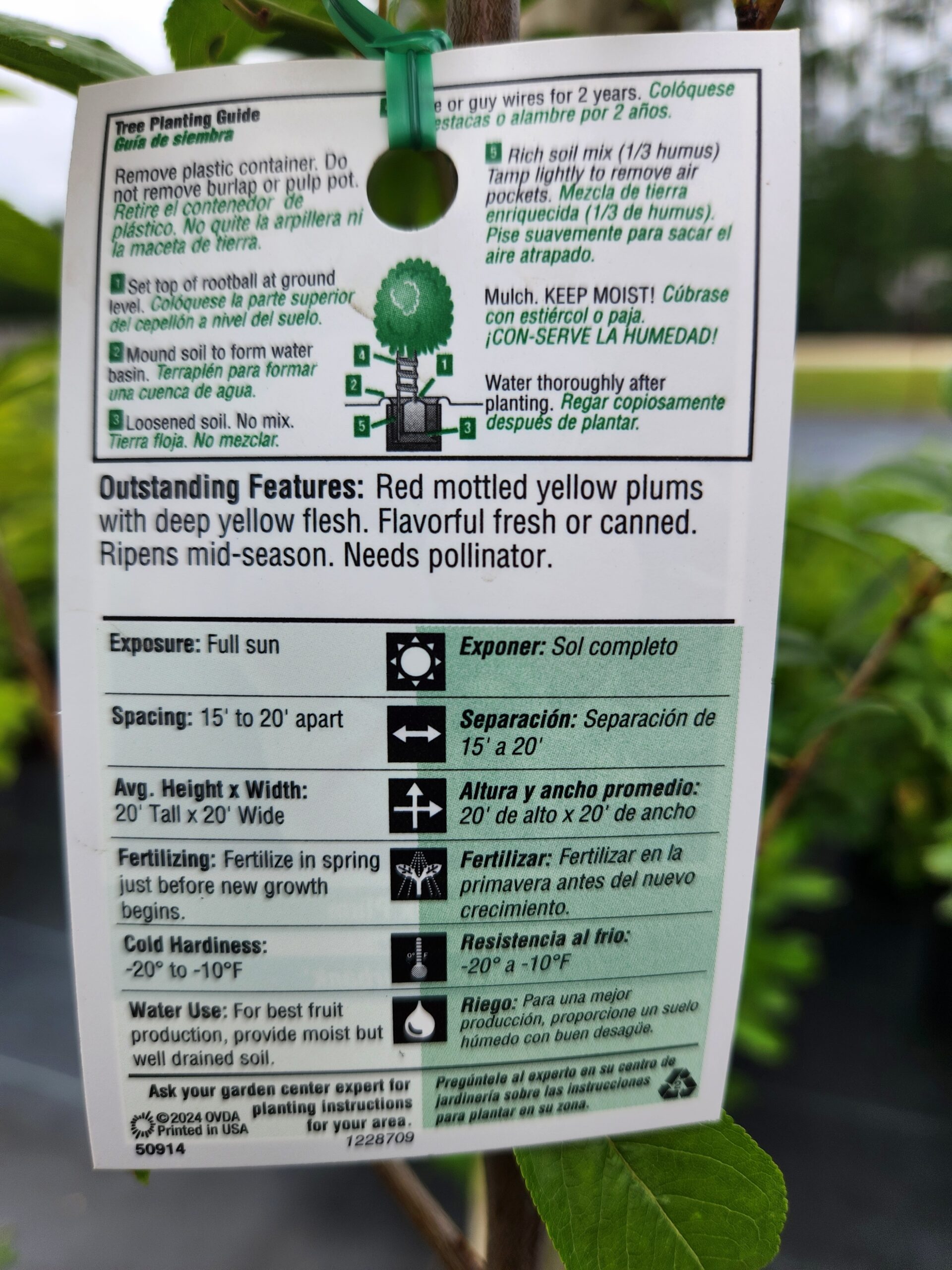 Burbank Plum Tree (Prunus salicina 'Burbank') - Image 3