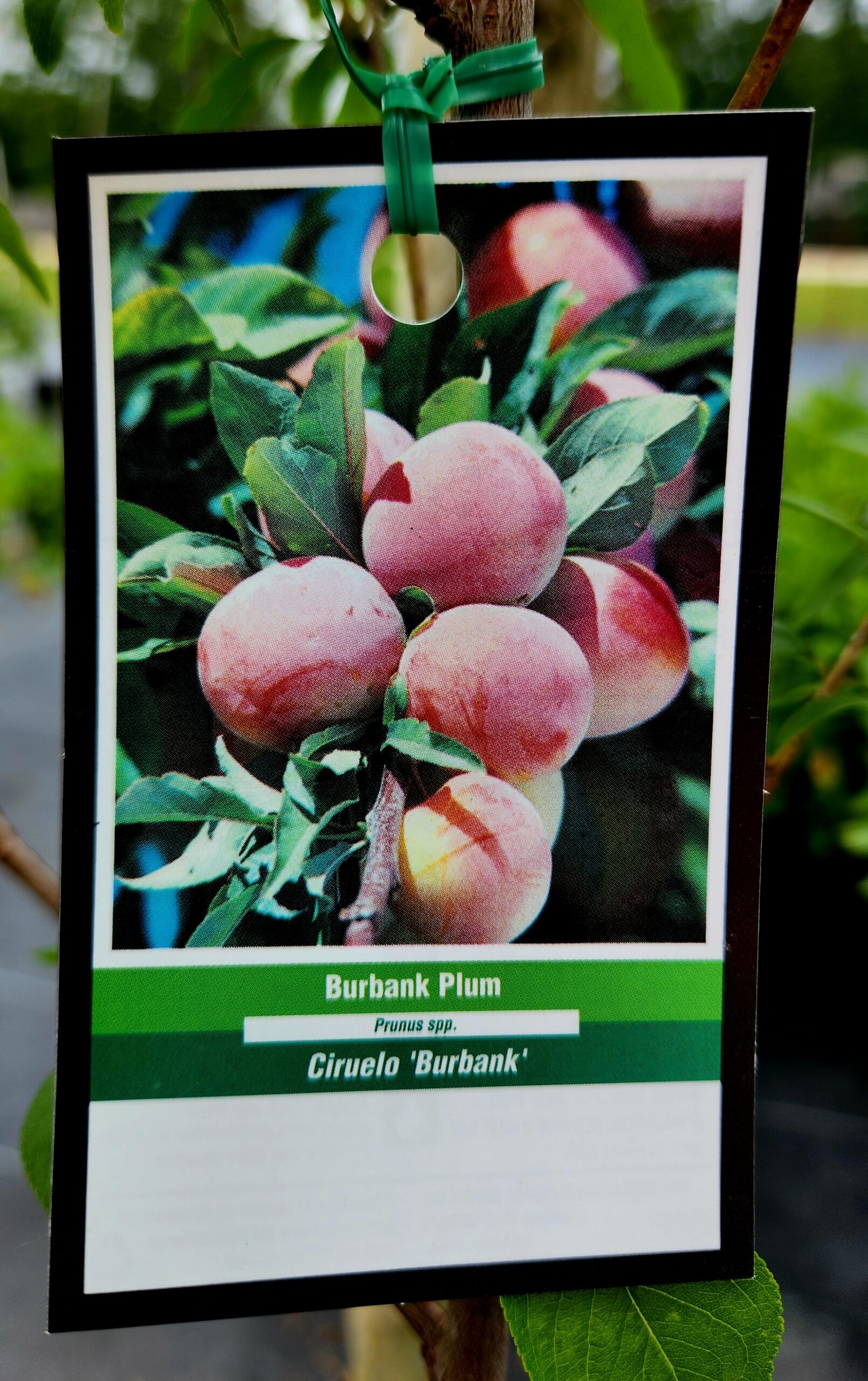 Burbank Plum Tree (Prunus salicina 'Burbank') - Image 2