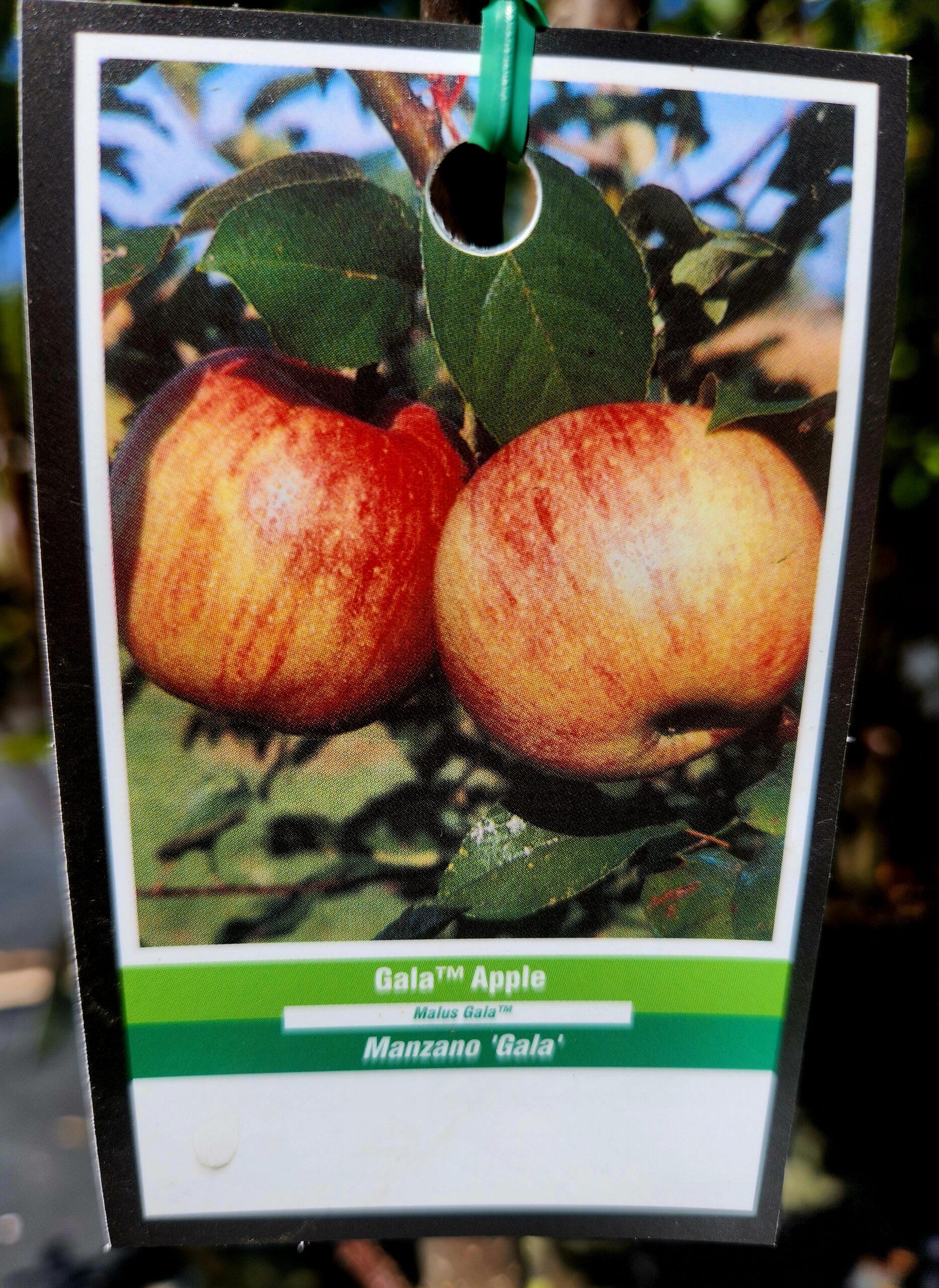 Gala Apple Tree (Malus domestica 'Gala') - Image 3