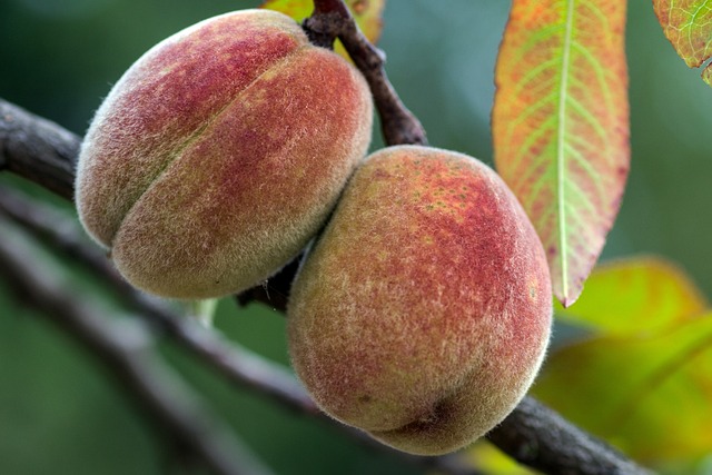 Indian Blood Peach Tree (Prunus Persica 'Indian Blood Cling Peach')