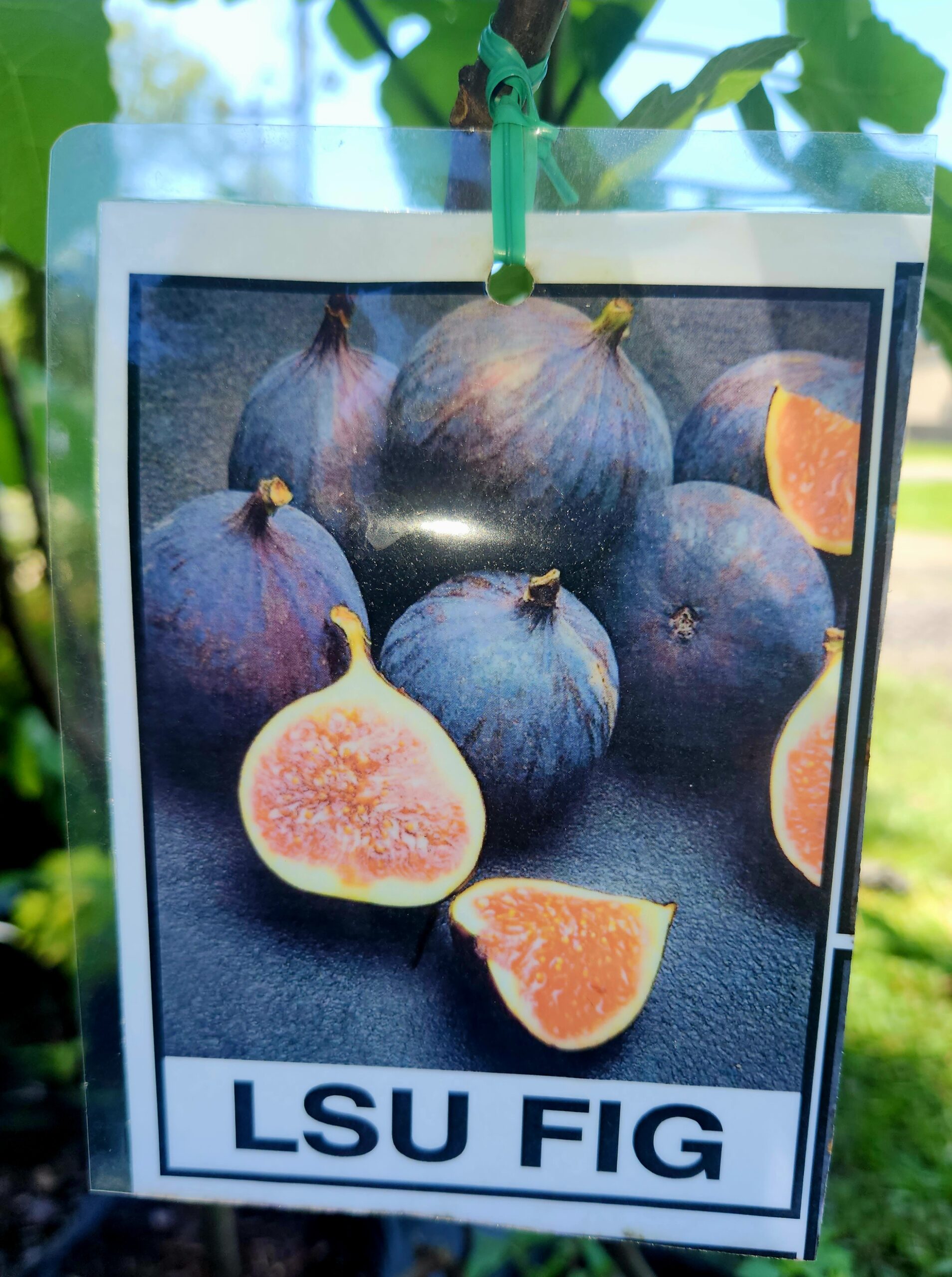 LSU Purple Fig Tree (Ficus carica 'LSU Purple') - Image 2
