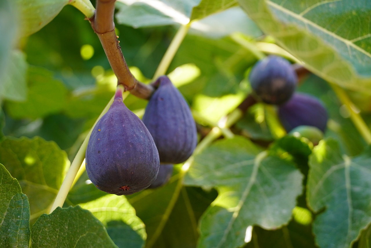 LSU Purple Fig Tree (Ficus carica 'LSU Purple')