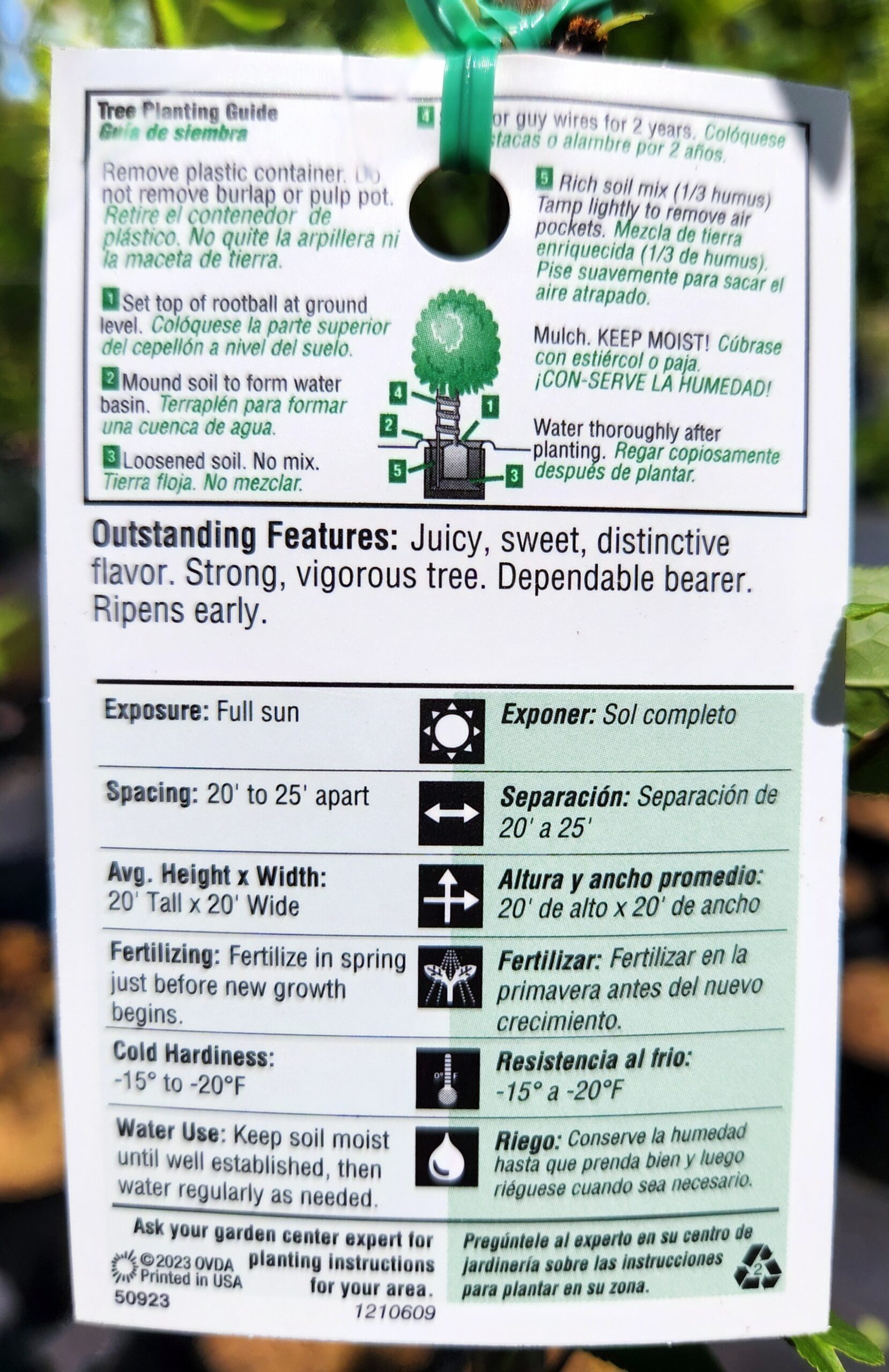 Methley Plum Tree (Prunus salicina 'Methley Premier') - Image 2