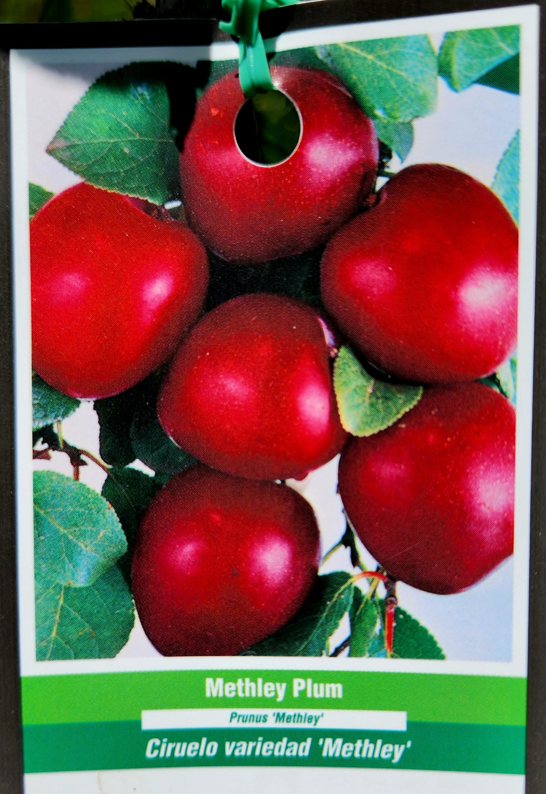 Methley Plum Tree (Prunus salicina 'Methley Premier') - Image 3