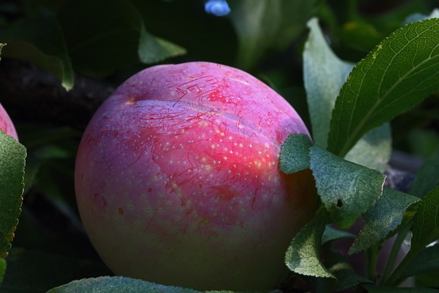 Methley Plum Tree (Prunus salicina 'Methley Premier')