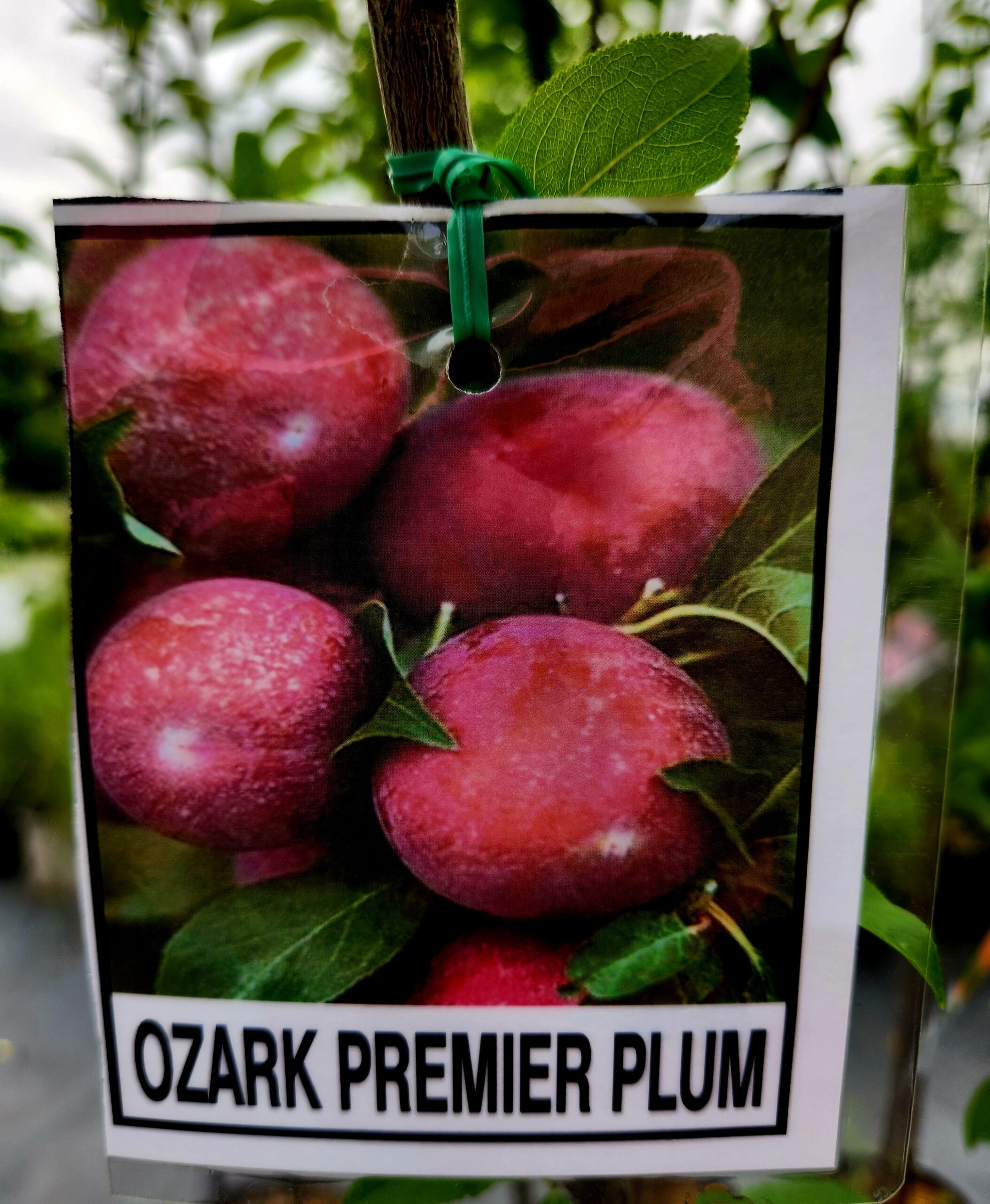 Ozark Premier Plum Tree (Prunus salicina 'Ozark Premier') - Image 3