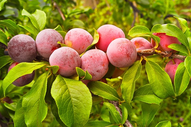 Ozark Premier Plum Tree (Prunus salicina 'Ozark Premier')