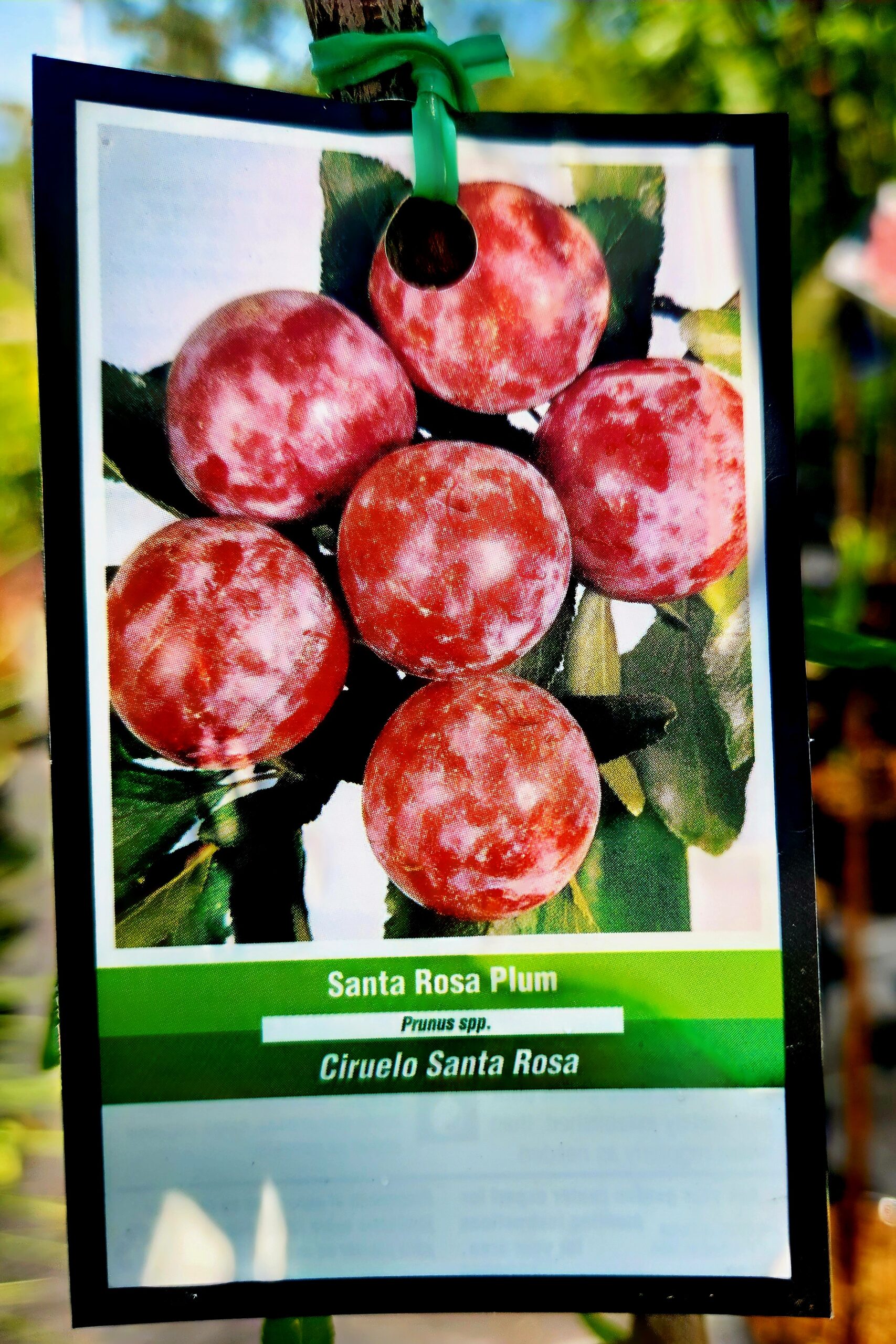 Santa Rosa Plum Tree (Prunus Salicina 'Santa Rosa') - Image 3