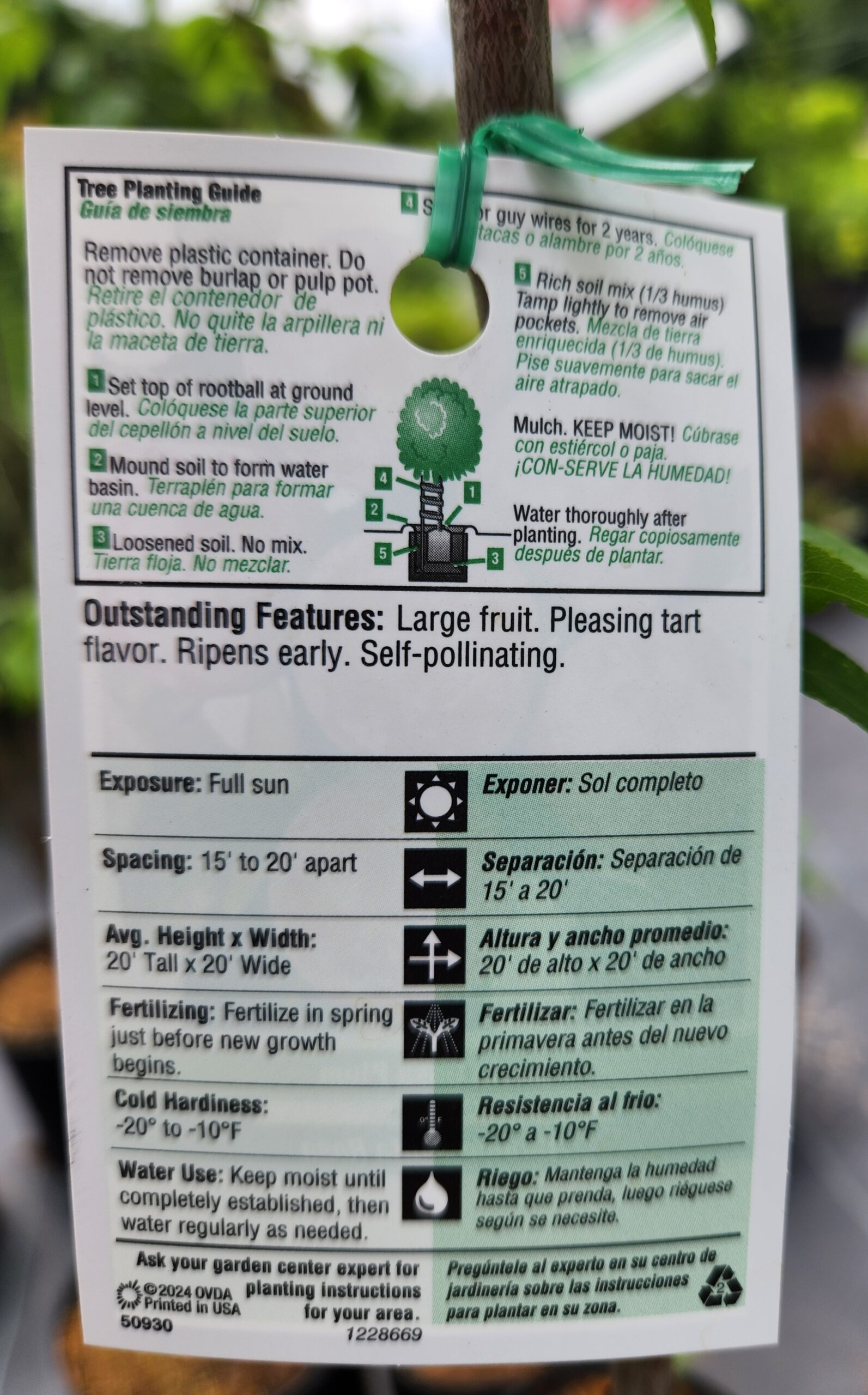 Santa Rosa Plum Tree (Prunus Salicina 'Santa Rosa') - Image 4