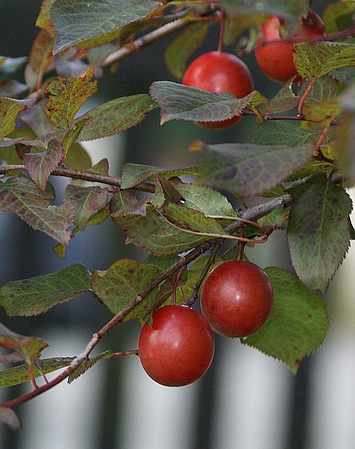 Santa Rosa Plum Tree (Prunus Salicina 'Santa Rosa')