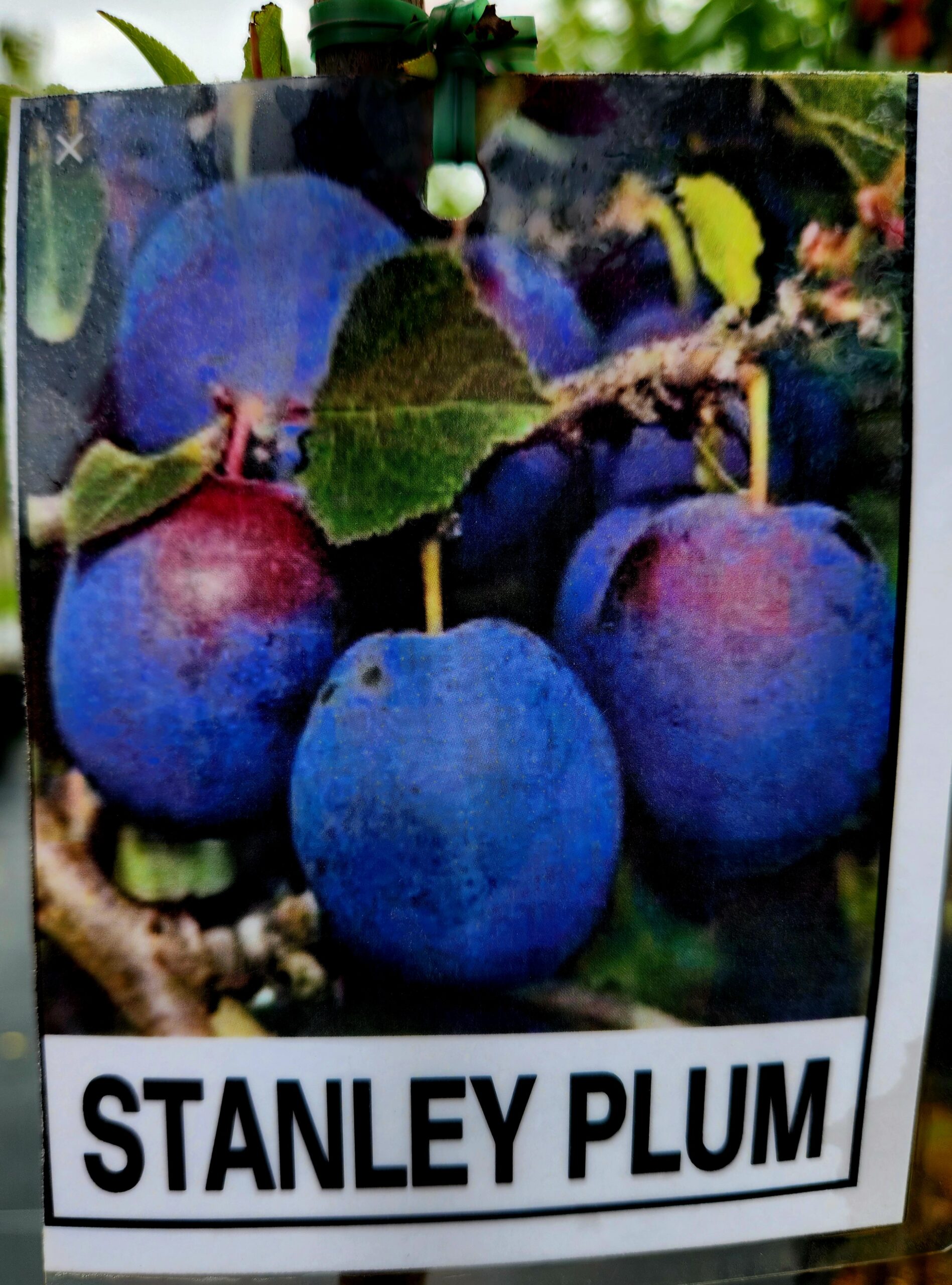 Stanley Plum Tree (Prunus domestica 'Stanley') - Image 2
