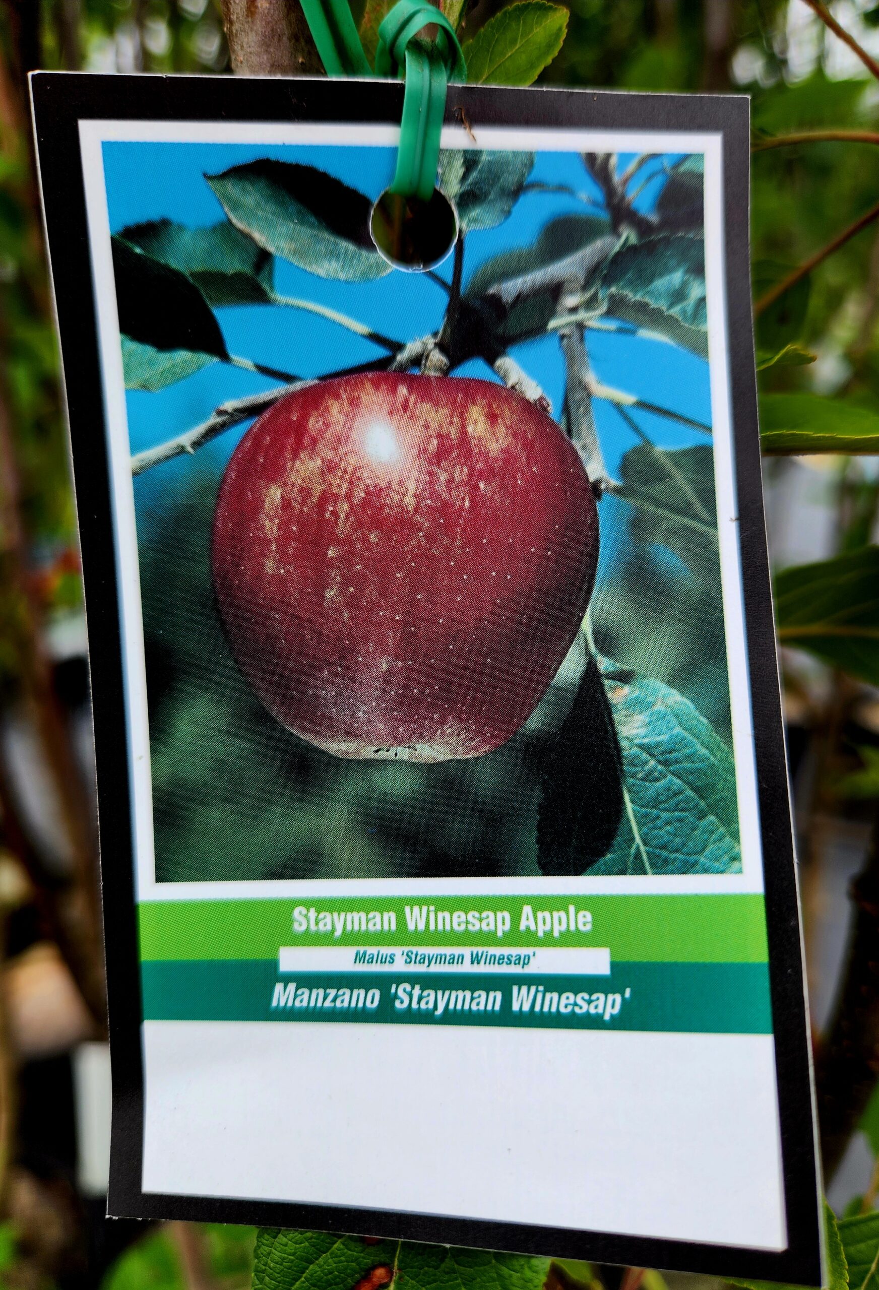 Stayman Winesap Apple Tree (Malus domestica 'Stayman') - Image 2