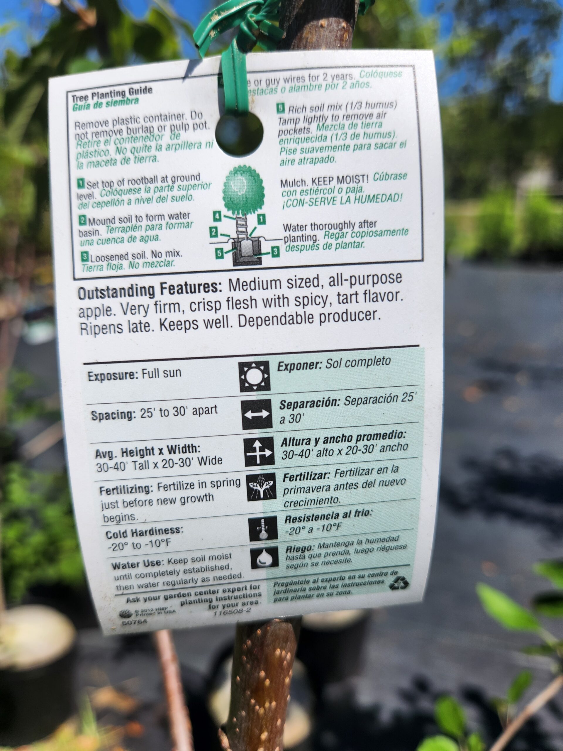 Stayman Winesap Apple Tree (Malus domestica 'Stayman') - Image 3