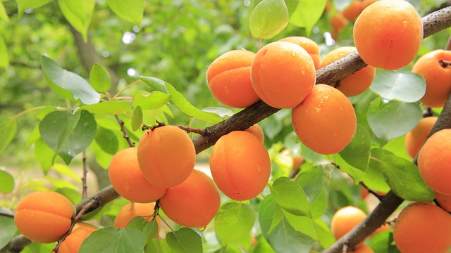 Tilton Apricot Tree (Prunus sect. Armeniaca 'Tilton')