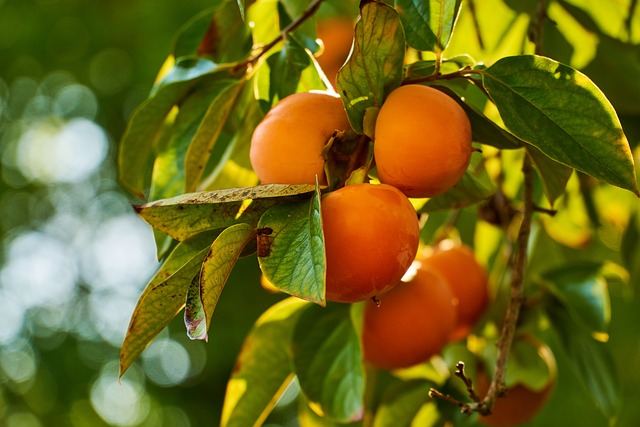Fuyu Persimmon Tree (Diospyros kaki 'Fuyu')