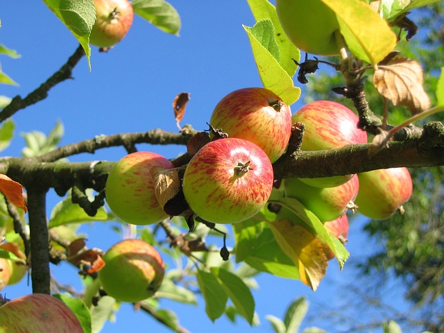 Anna Apple Tree (Malus domestica 'Anna')