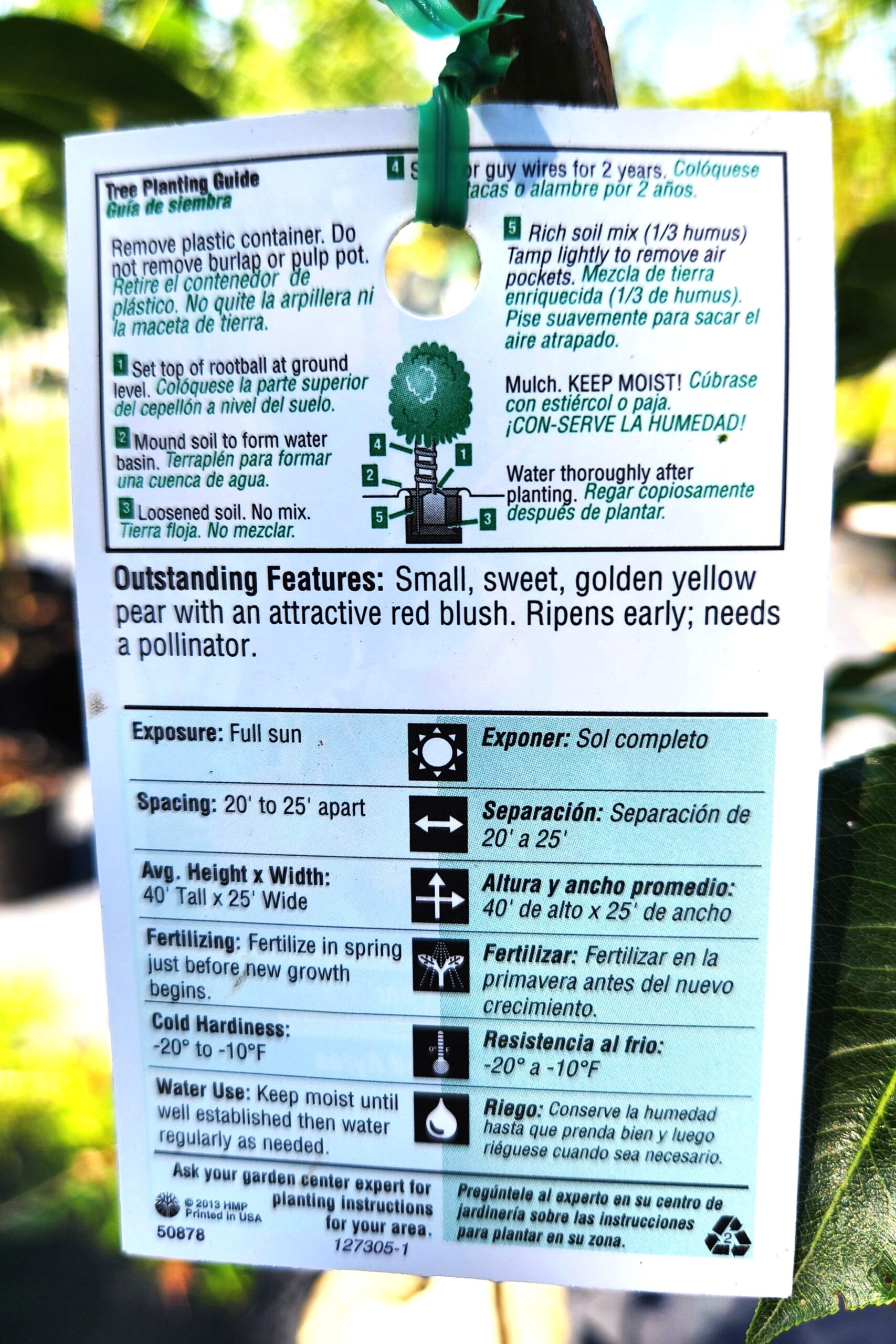 Ayers Pear Tree (Pyrus communis 'Ayers') - Image 4