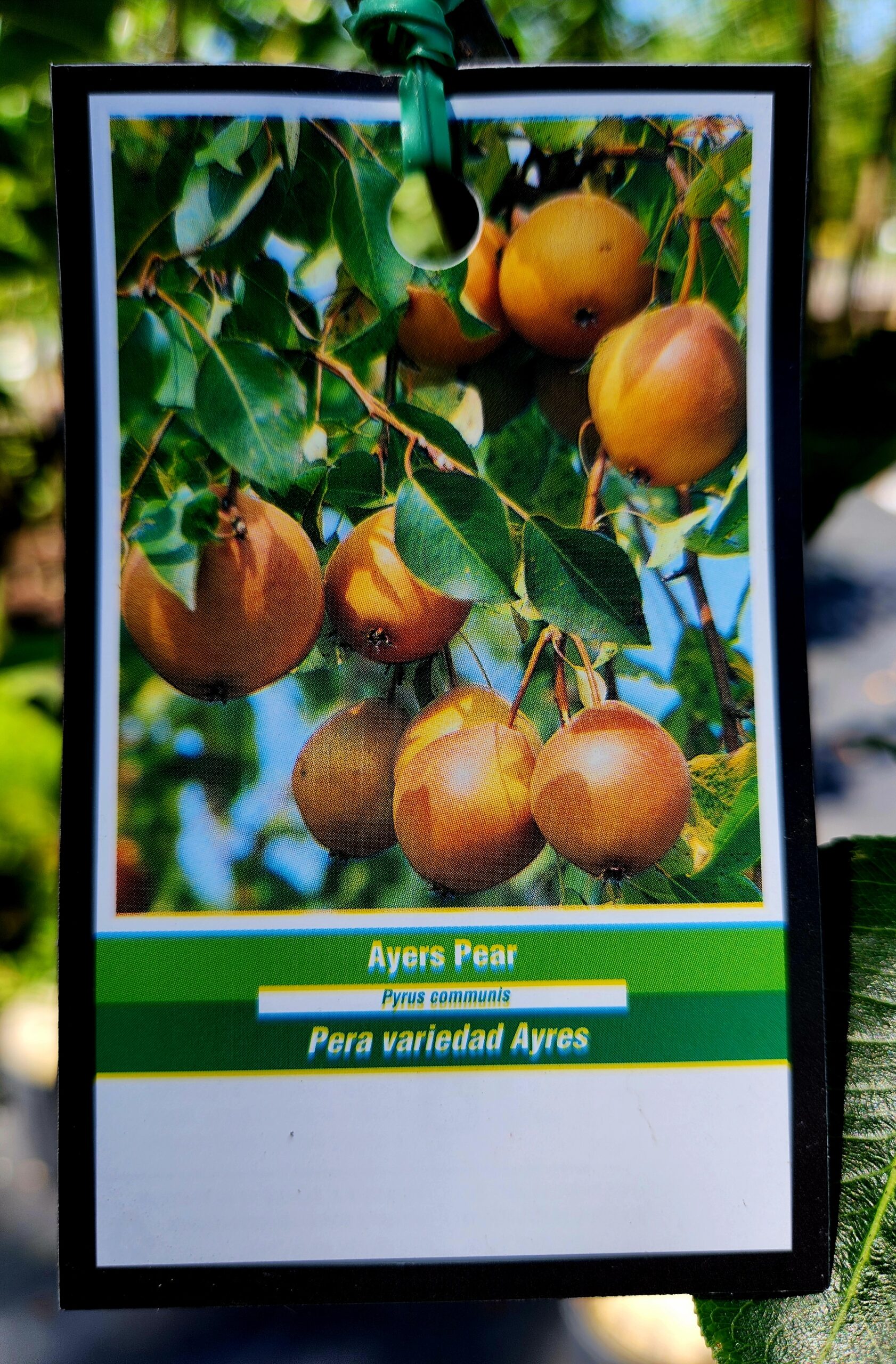 Ayers Pear Tree (Pyrus communis 'Ayers') - Image 3