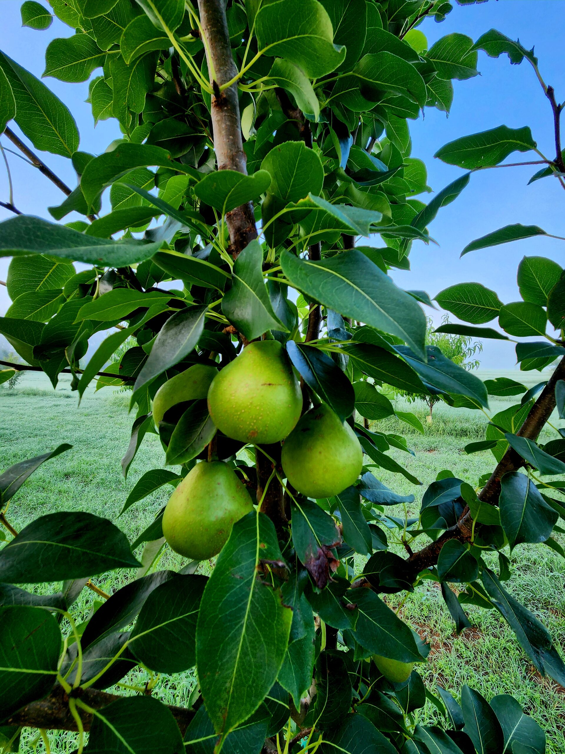 Ayers Pear Tree (Pyrus communis 'Ayers') - Image 5