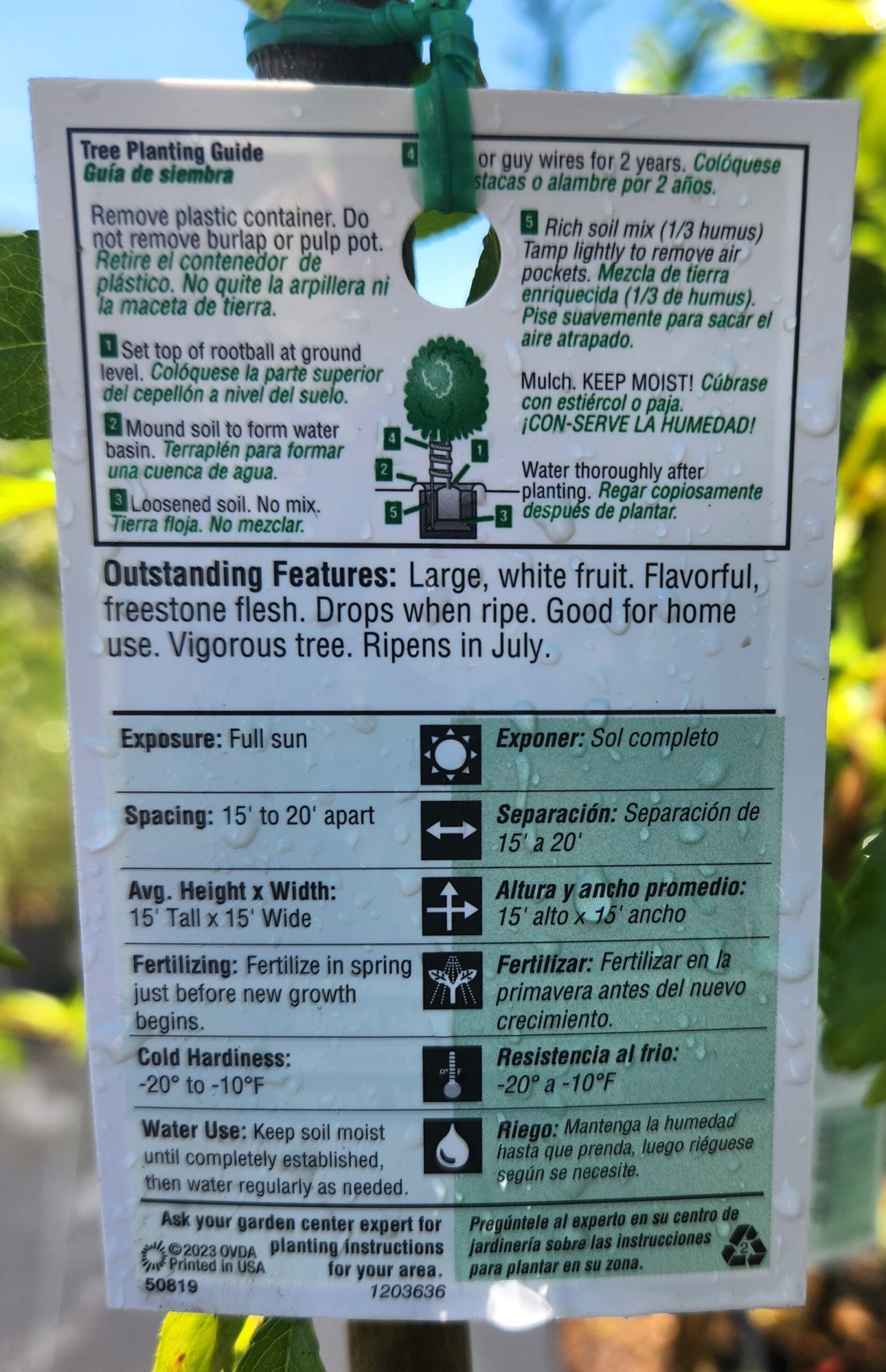 Belle of Georgia Peach Tree (Prunus persica 'Belle of Georgia') - Image 4