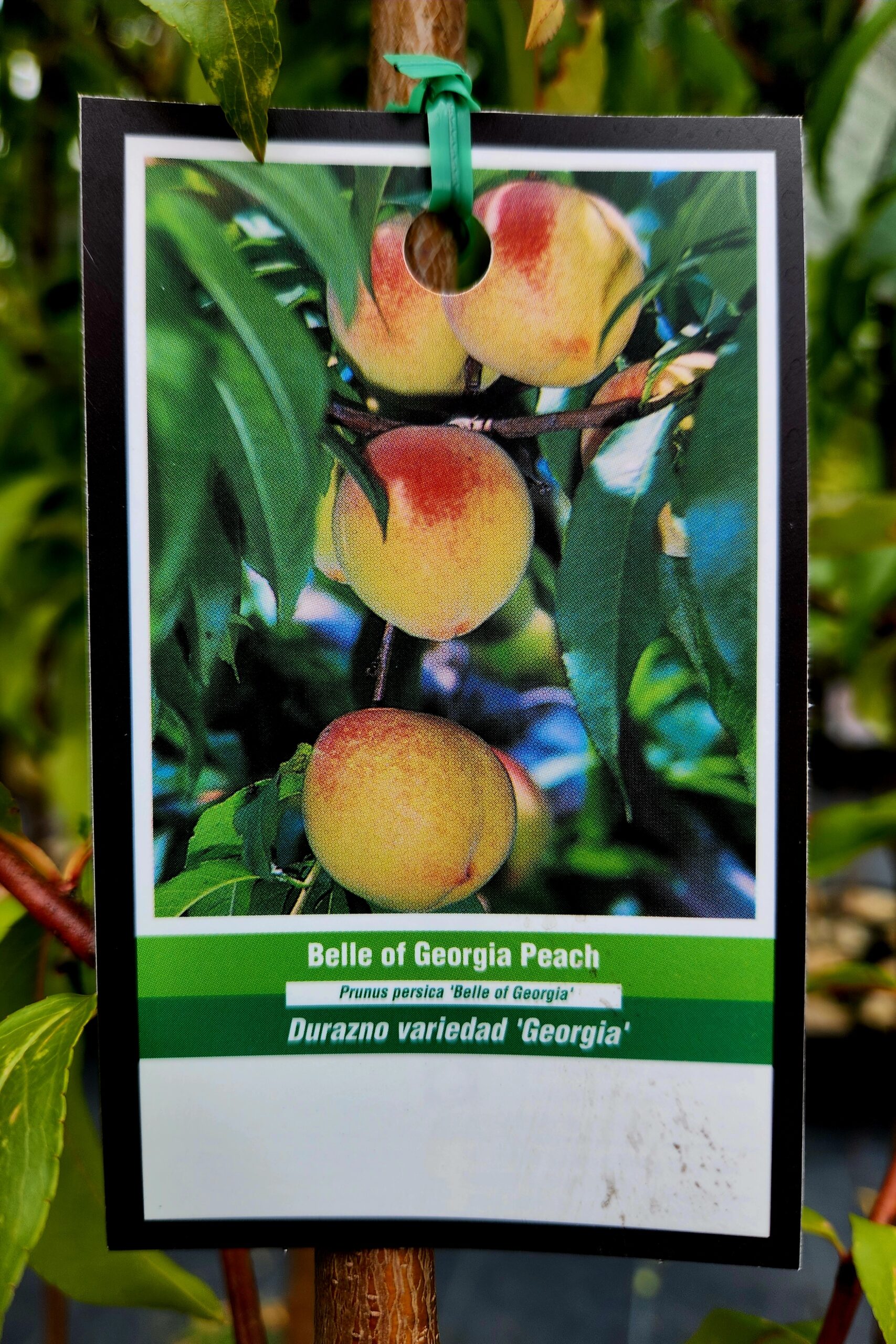 Belle of Georgia Peach Tree (Prunus persica 'Belle of Georgia') - Image 3