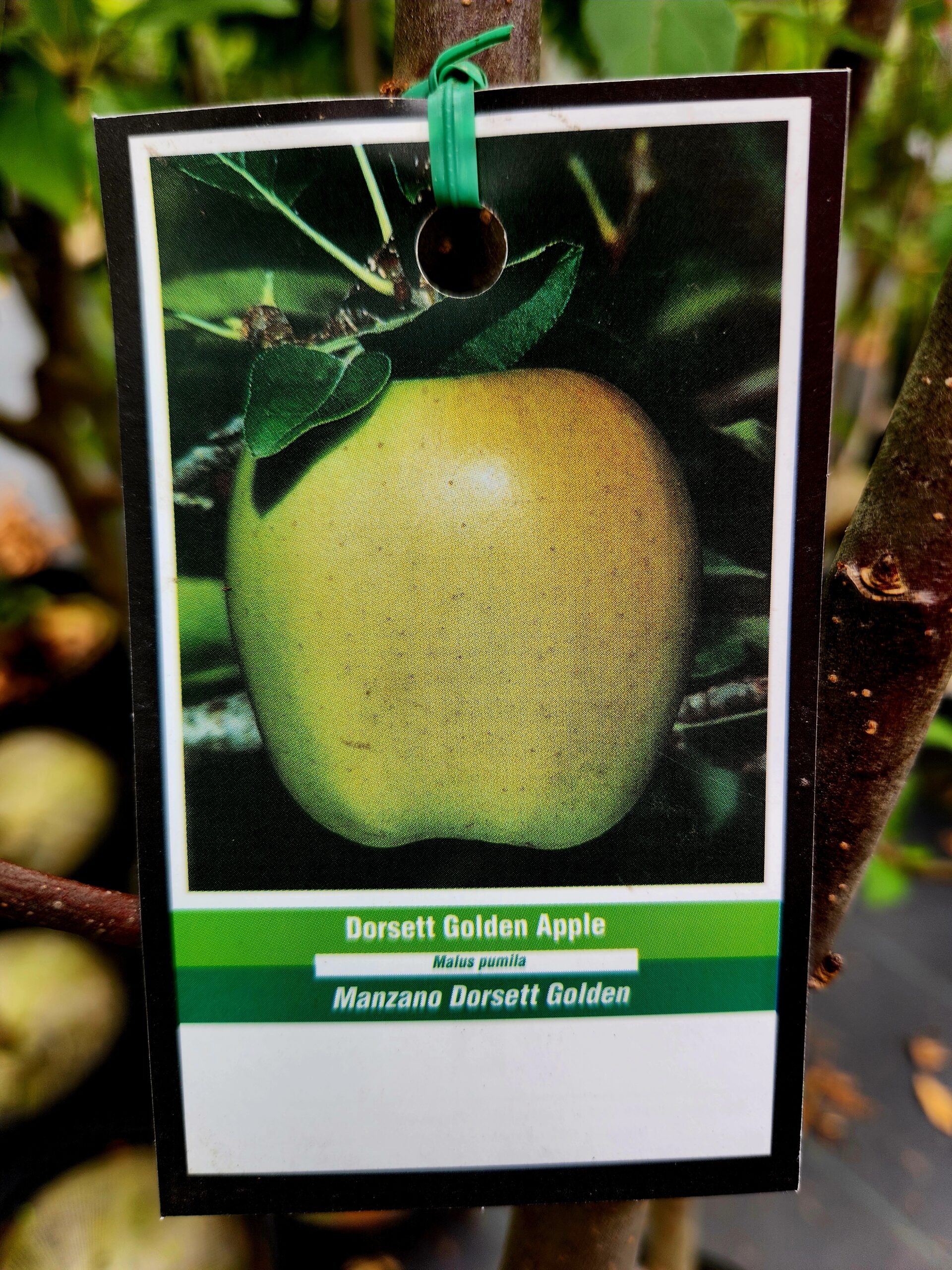 Dorsett Golden Apple Tree (Malus domestica 'Dorsett Golden') - Image 3