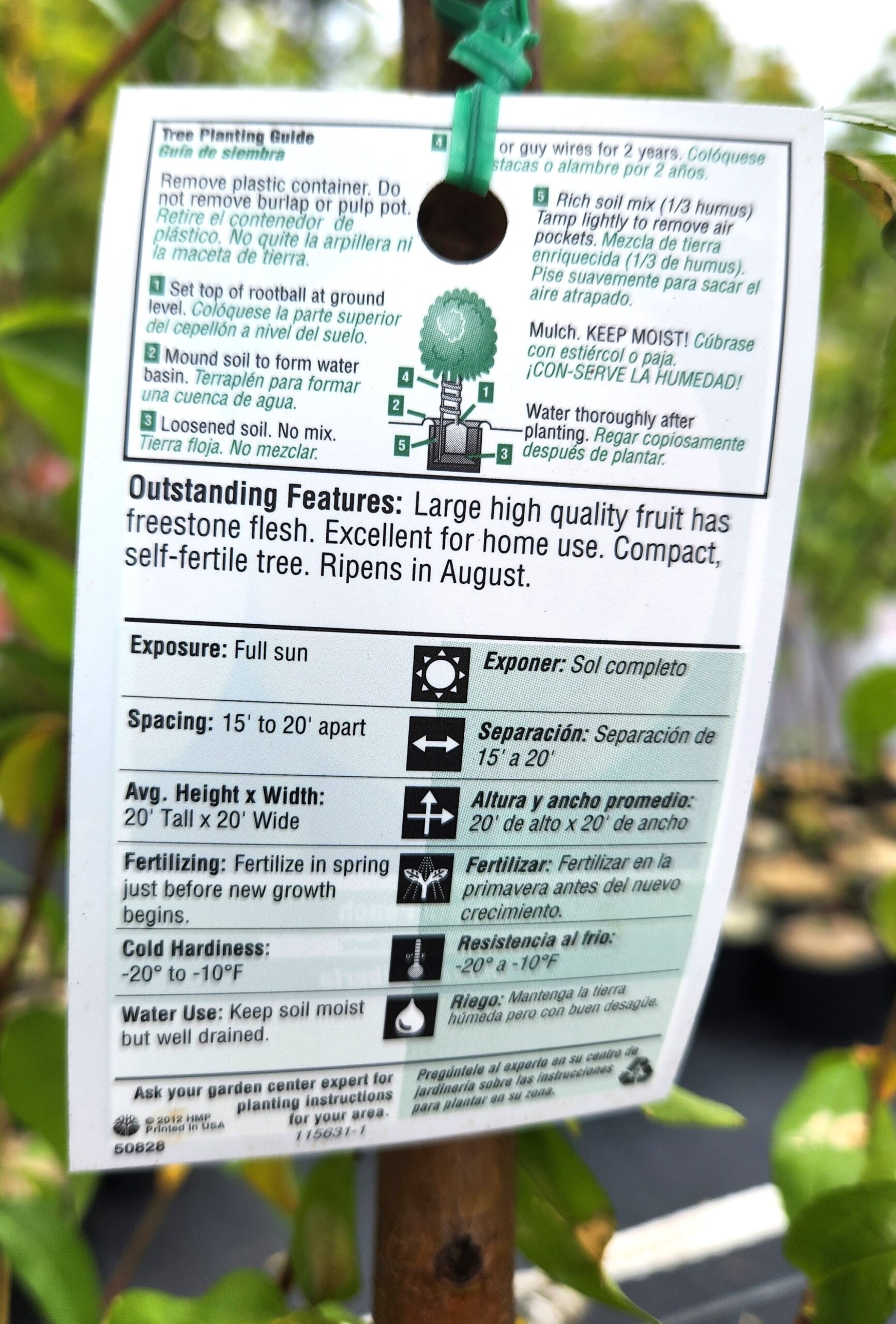 Elberta Peach Tree (Prunus persica 'Early Elberta') - Image 4