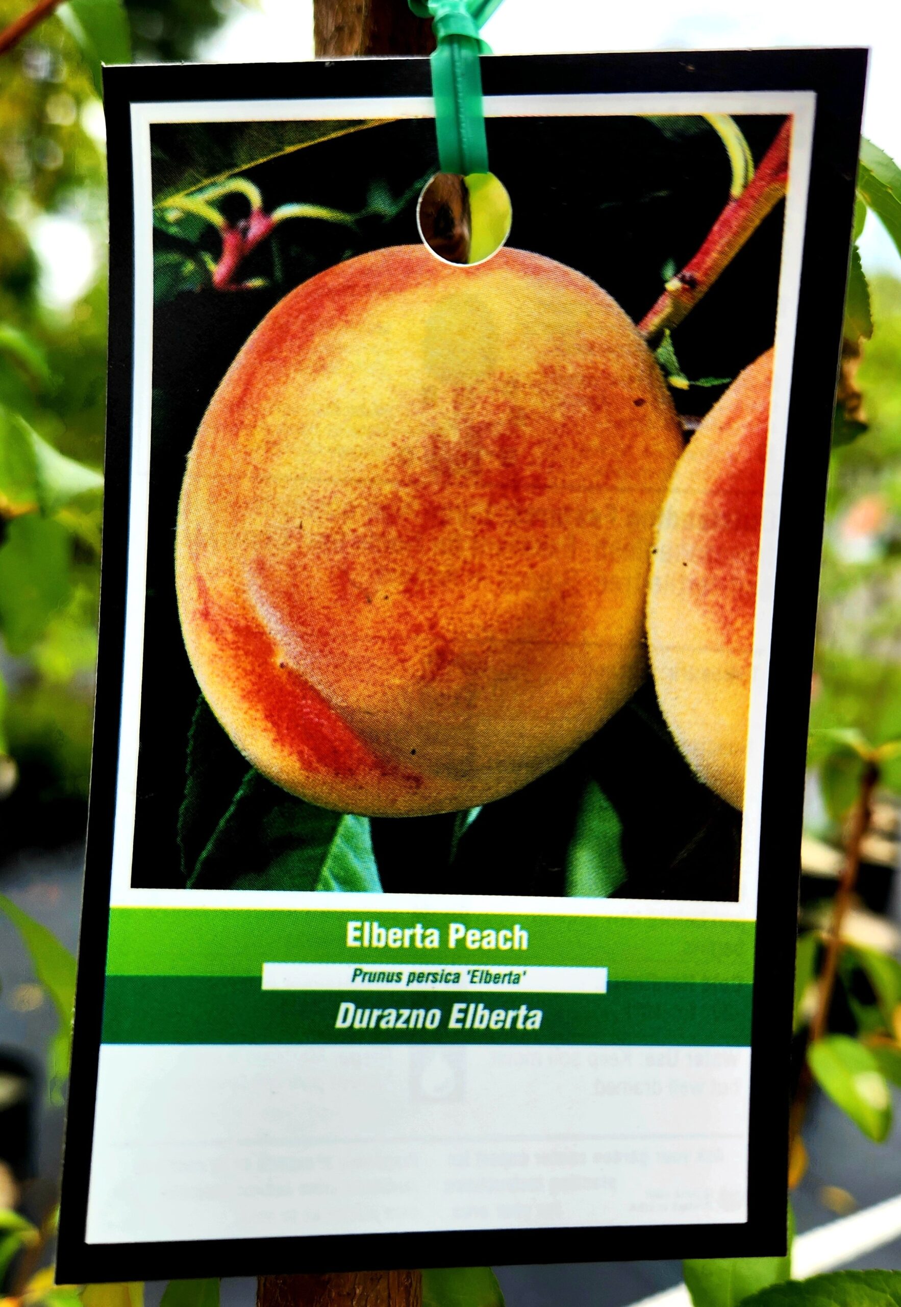 Elberta Peach Tree (Prunus persica 'Early Elberta') - Image 3
