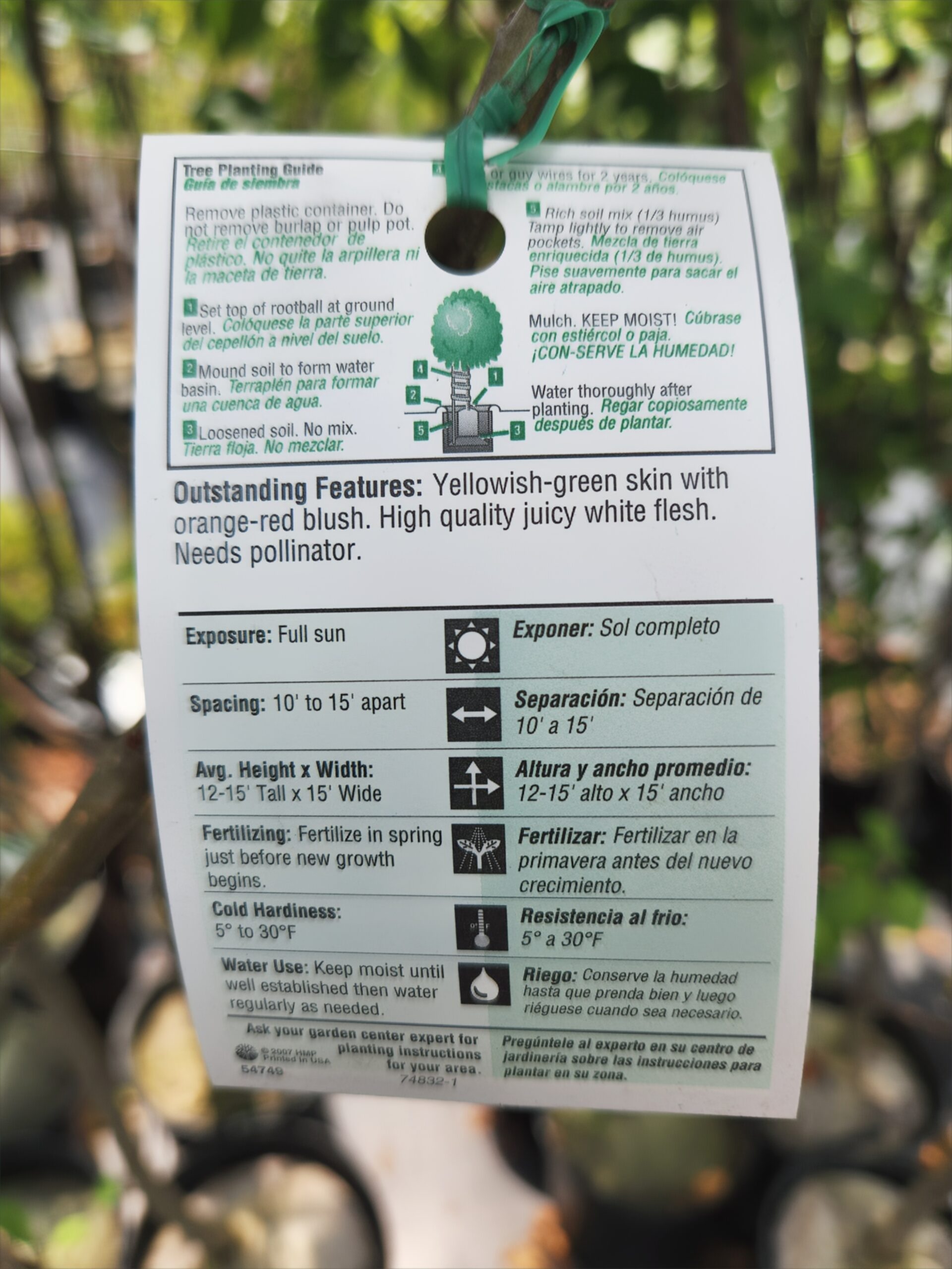 Fuji Apple Tree (Malus domestica 'Fuji') - Image 4