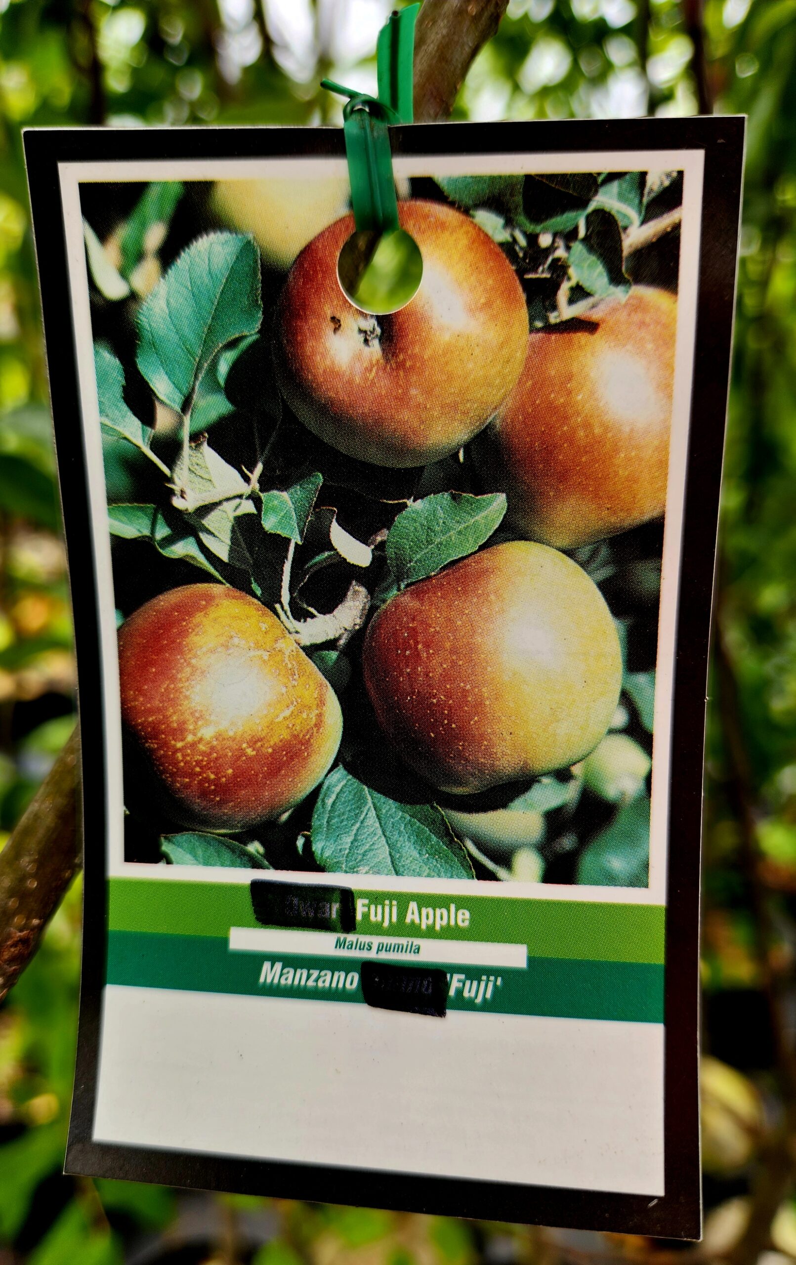 Fuji Apple Tree (Malus domestica 'Fuji') - Image 3