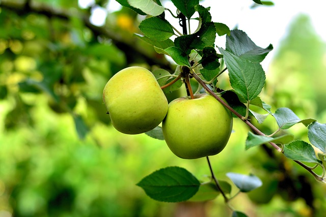 Golden Delicious Apple Tree (Malus domestica 'Golden Delicious')
