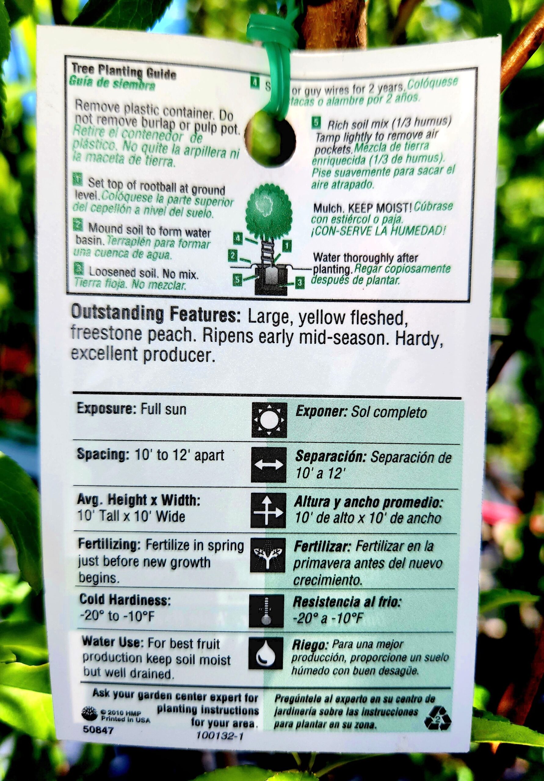 Hale Haven Peach Tree (Prunus persica 'Hale Haven') - Image 4