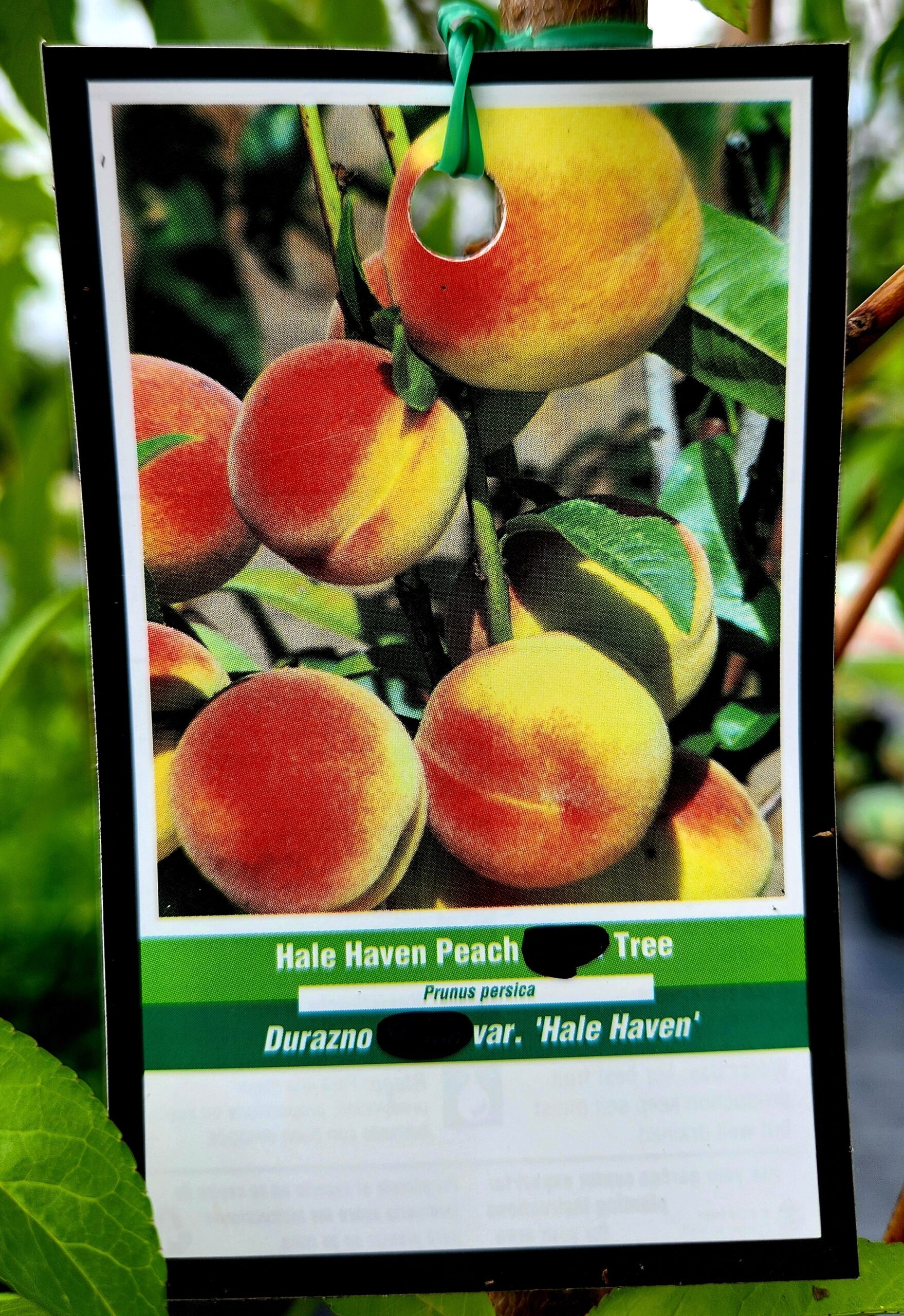 Hale Haven Peach Tree (Prunus persica 'Hale Haven') - Image 3
