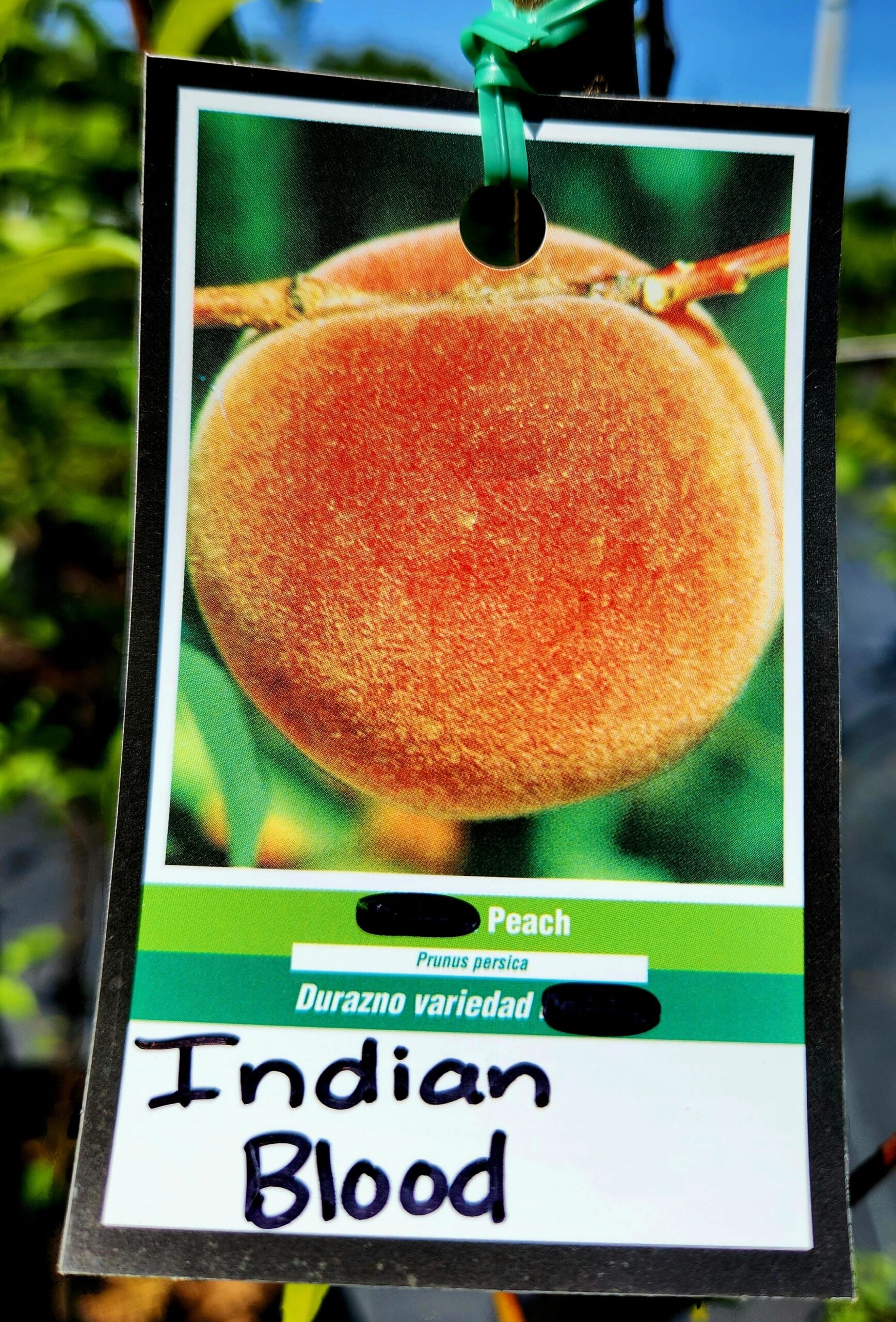 Indian Blood Peach Tree (Prunus Persica 'Indian Blood Cling Peach') - Image 4