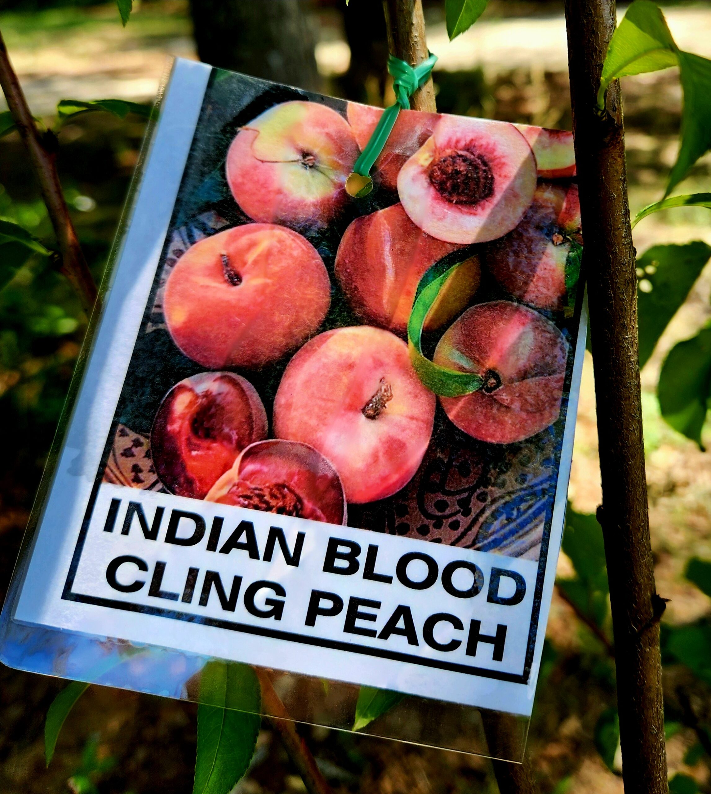 Indian Blood Peach Tree (Prunus Persica 'Indian Blood Cling Peach') - Image 6